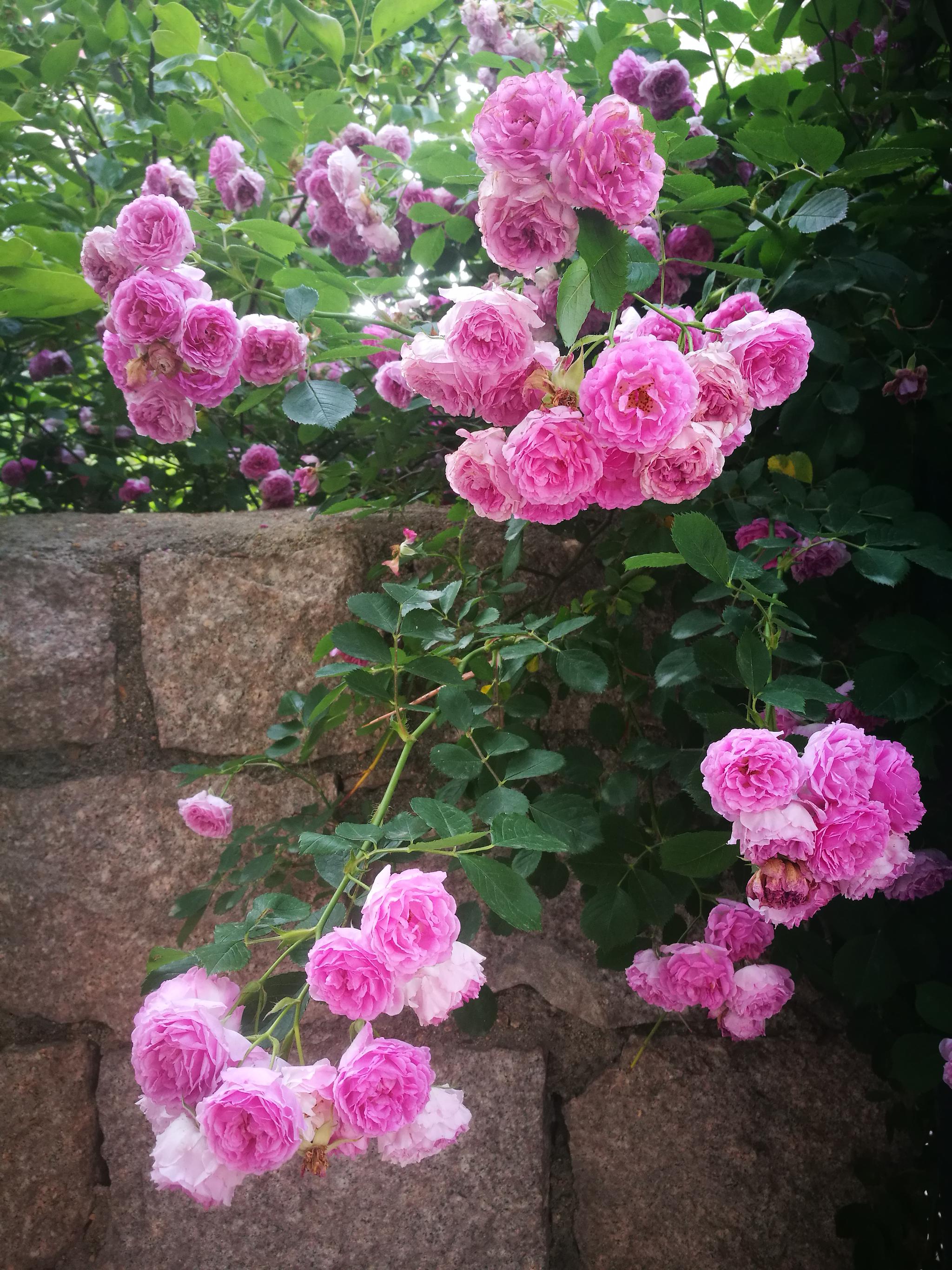 手机相册 蔷薇花