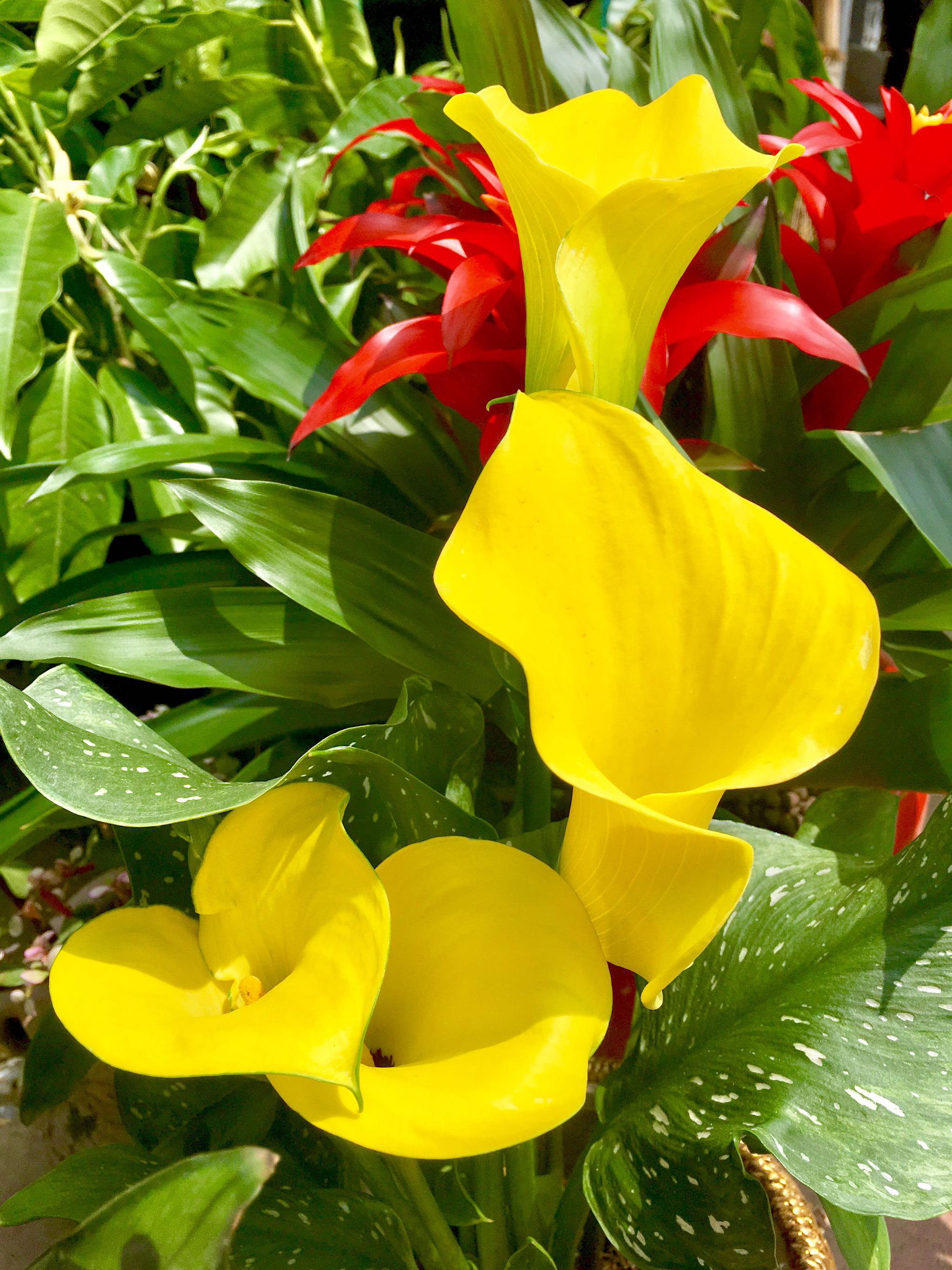 花卉摄影彩色马蹄莲