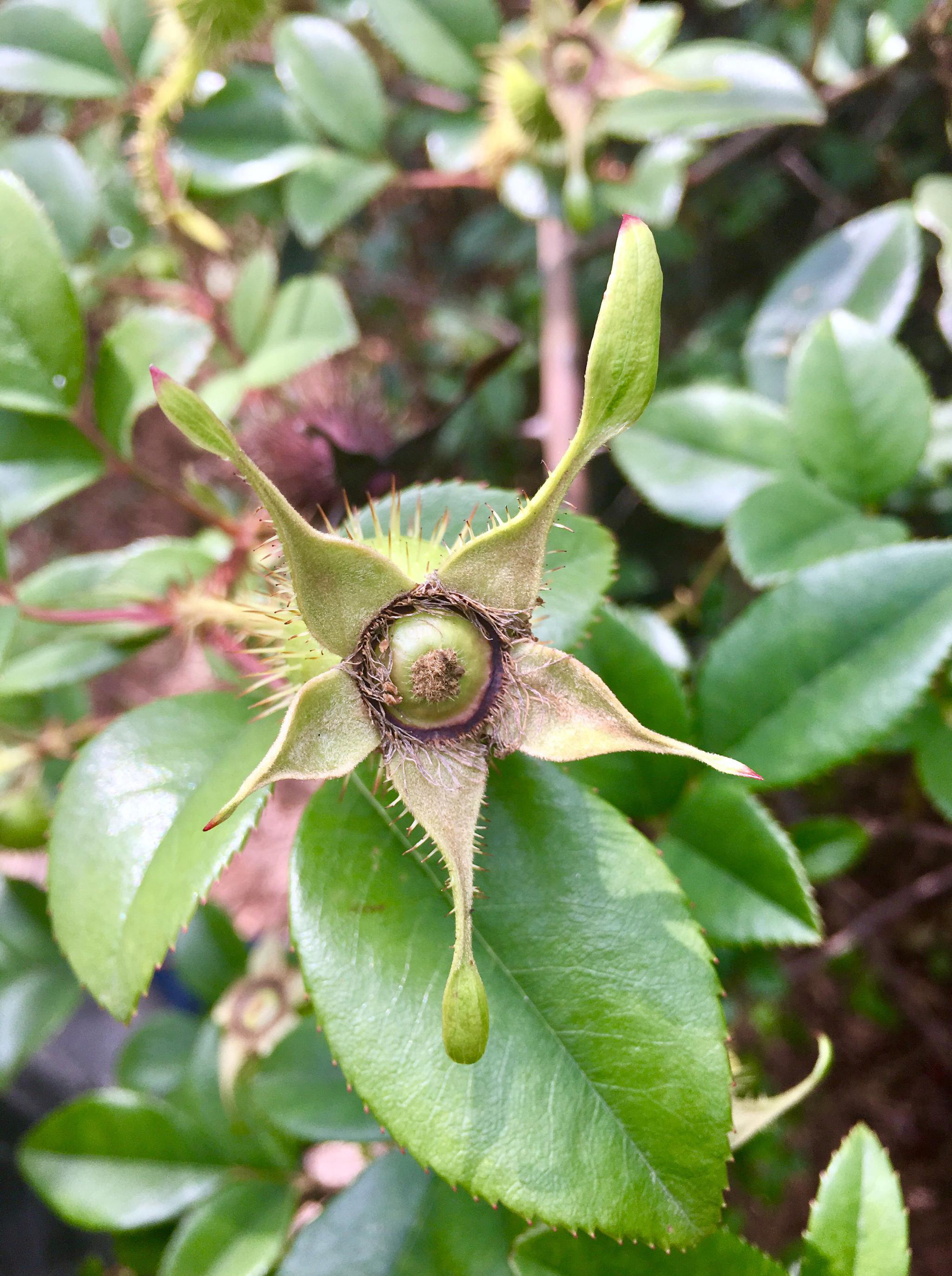 金樱子别名刺梨子山石榴