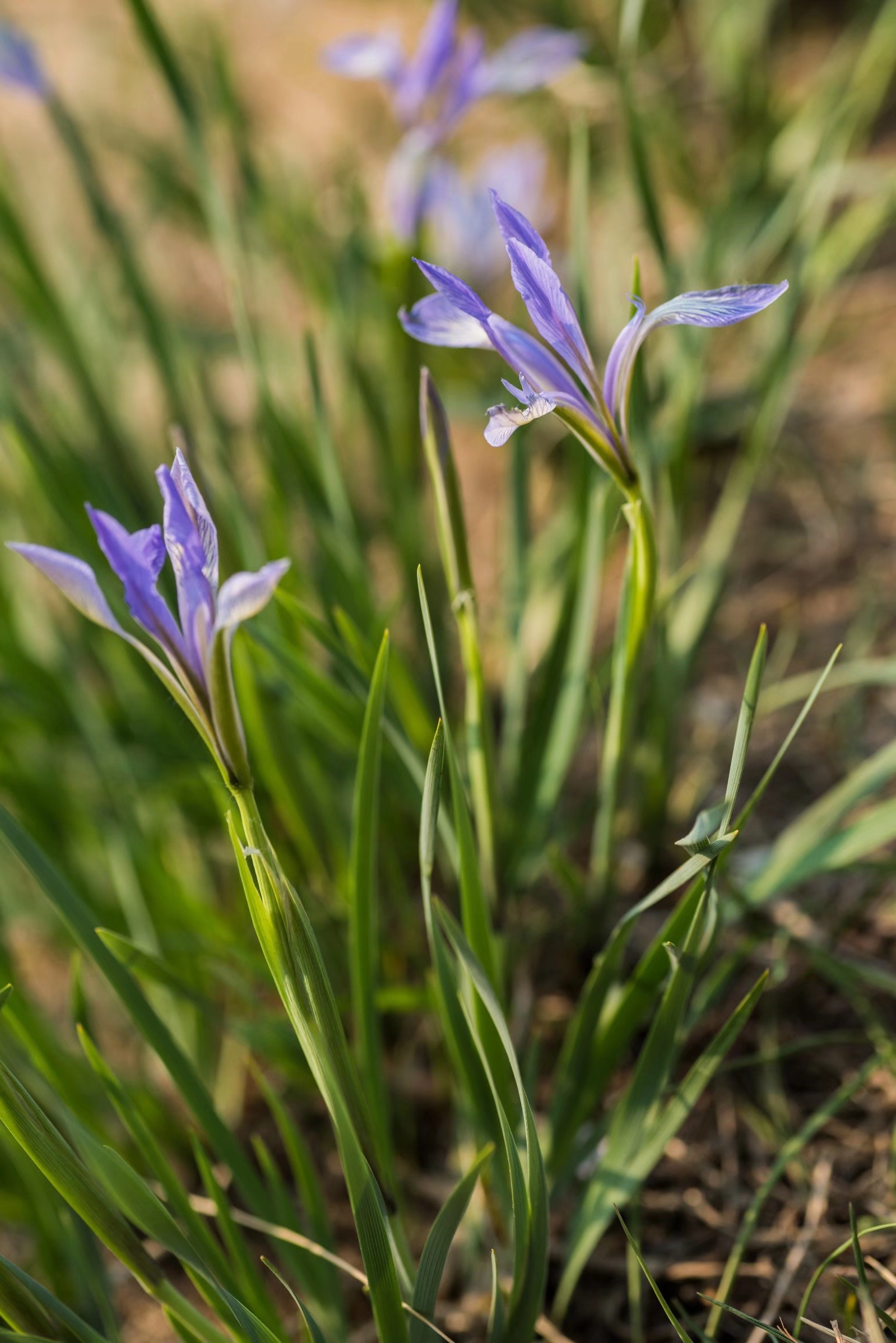 被称为世界上三棵宝草之一的马蔺草
