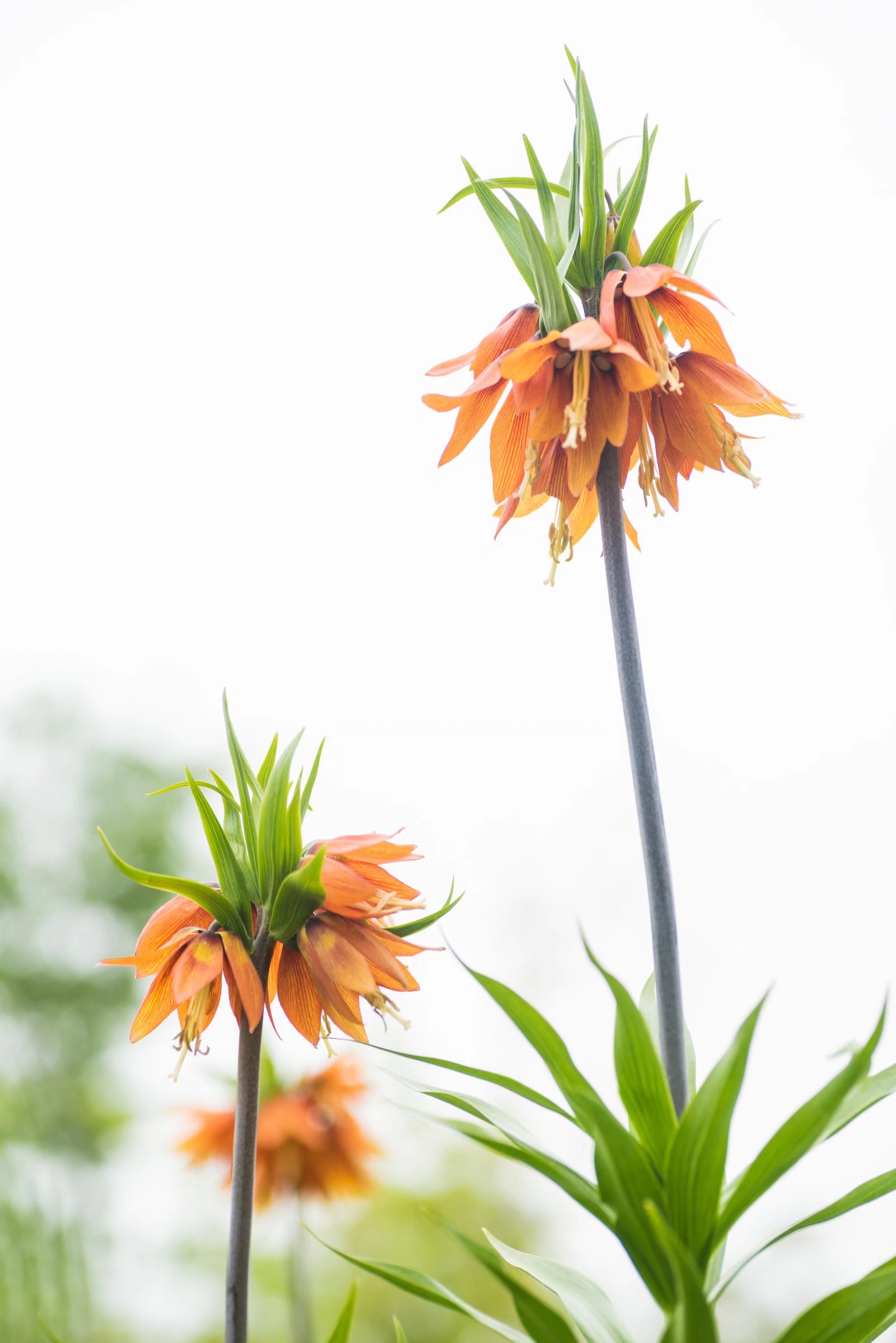 梵高画笔下的皇冠贝母,你见过吗(18图)