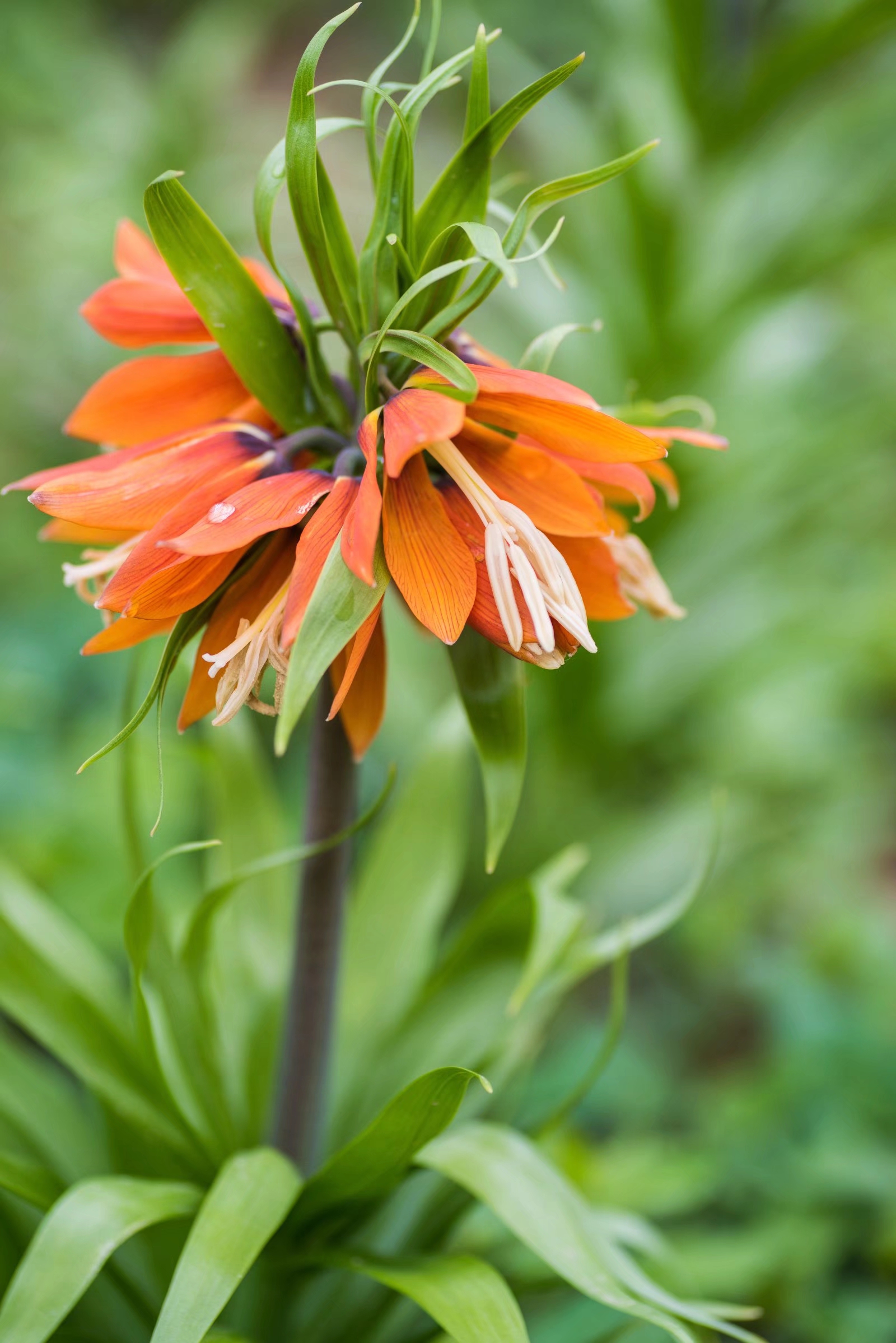 梵高画笔下的皇冠贝母你见过吗18图