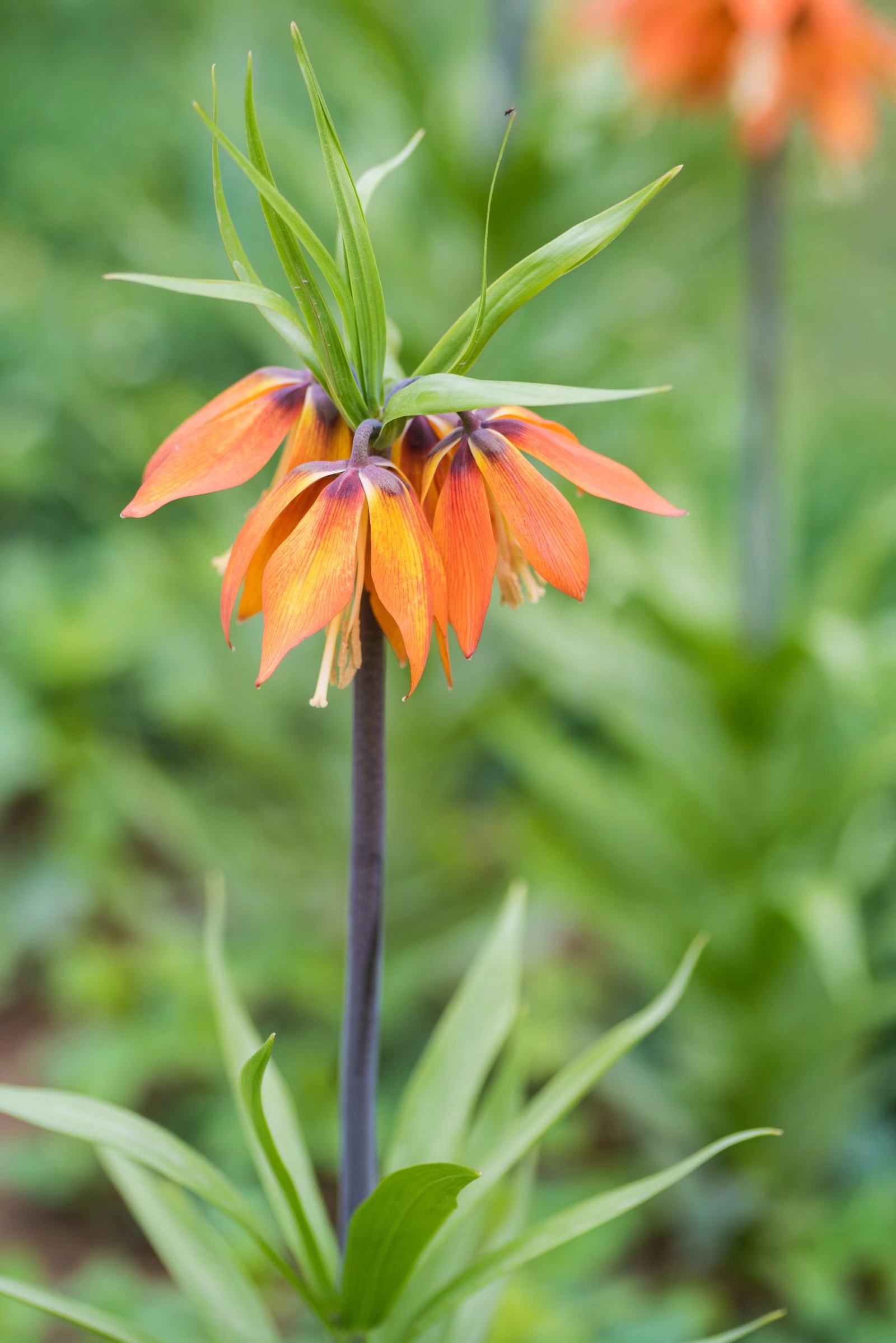 梵高画笔下的皇冠贝母,你见过吗(18图)