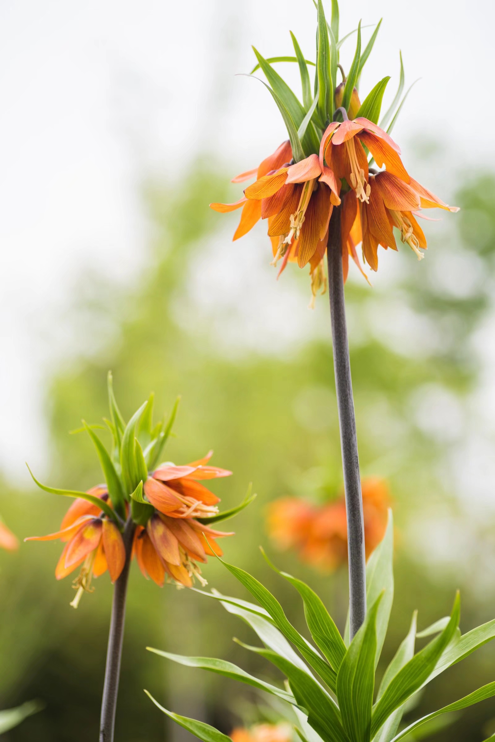 梵高画笔下的皇冠贝母你见过吗18图