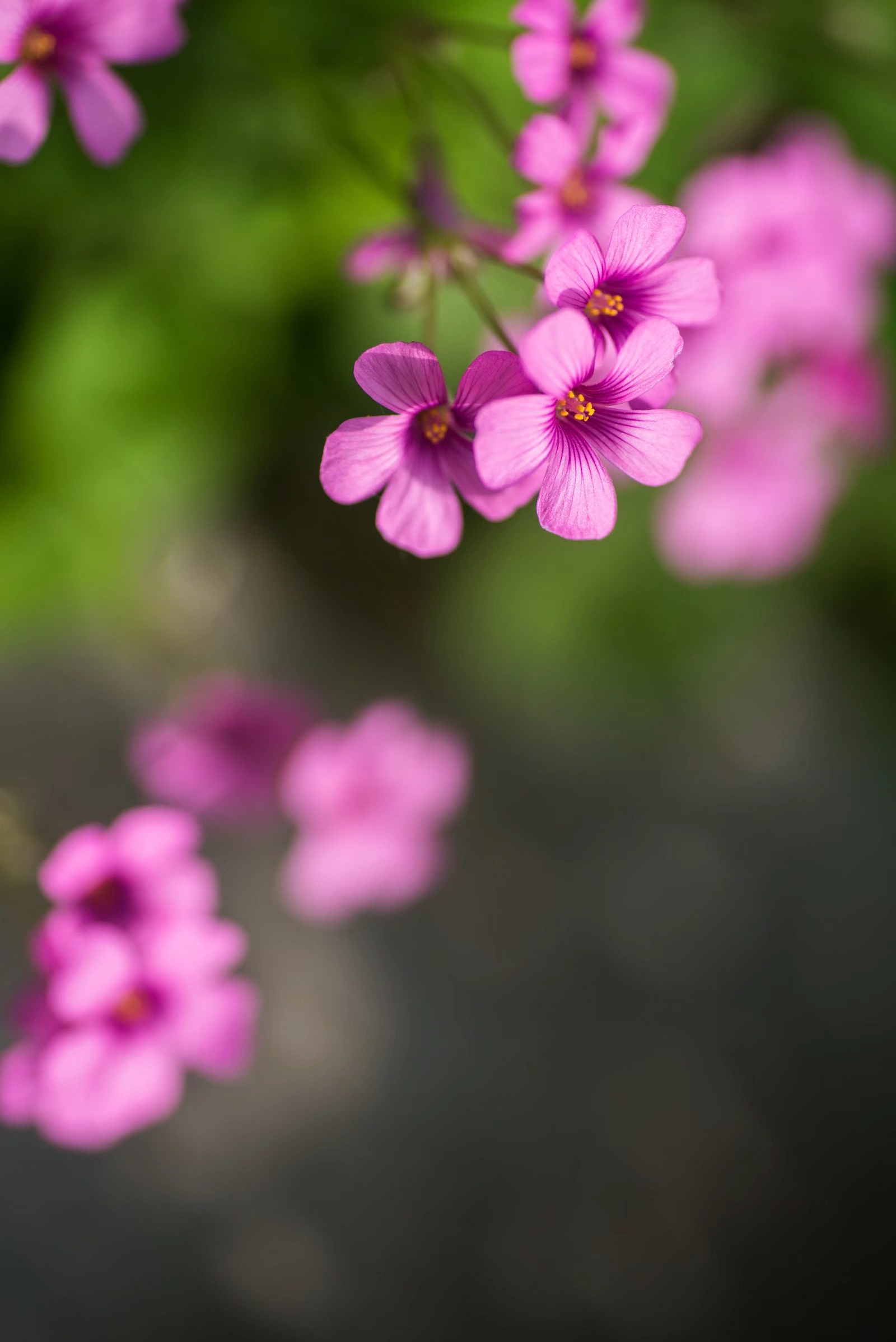 代表幸运的红花酢浆草,是清热利湿,解毒消肿的良药