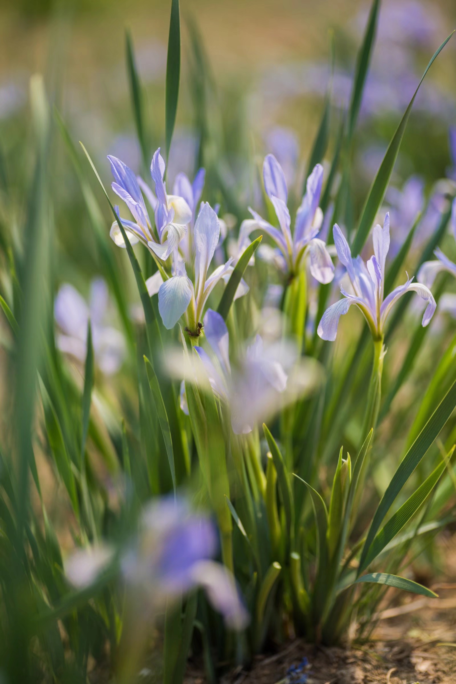 被称为世界上三棵宝草之一的马蔺草