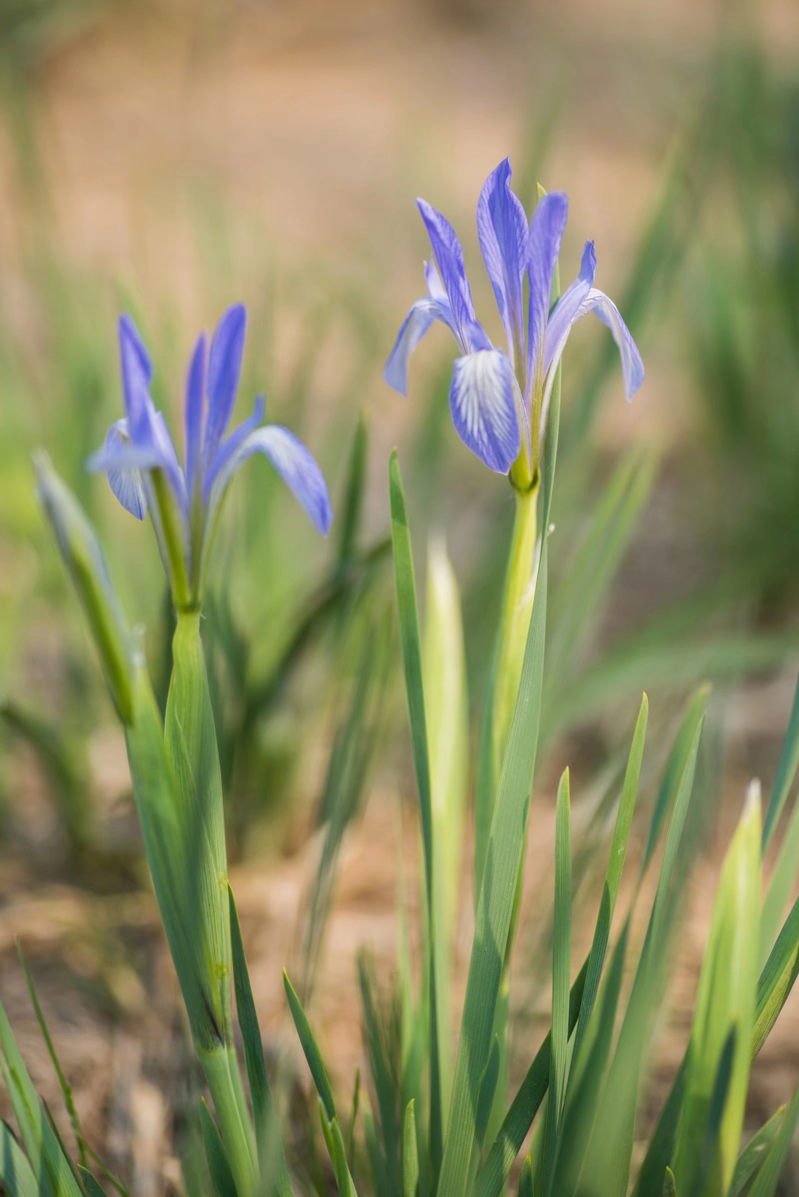被称为世界上三棵宝草之一的马蔺草