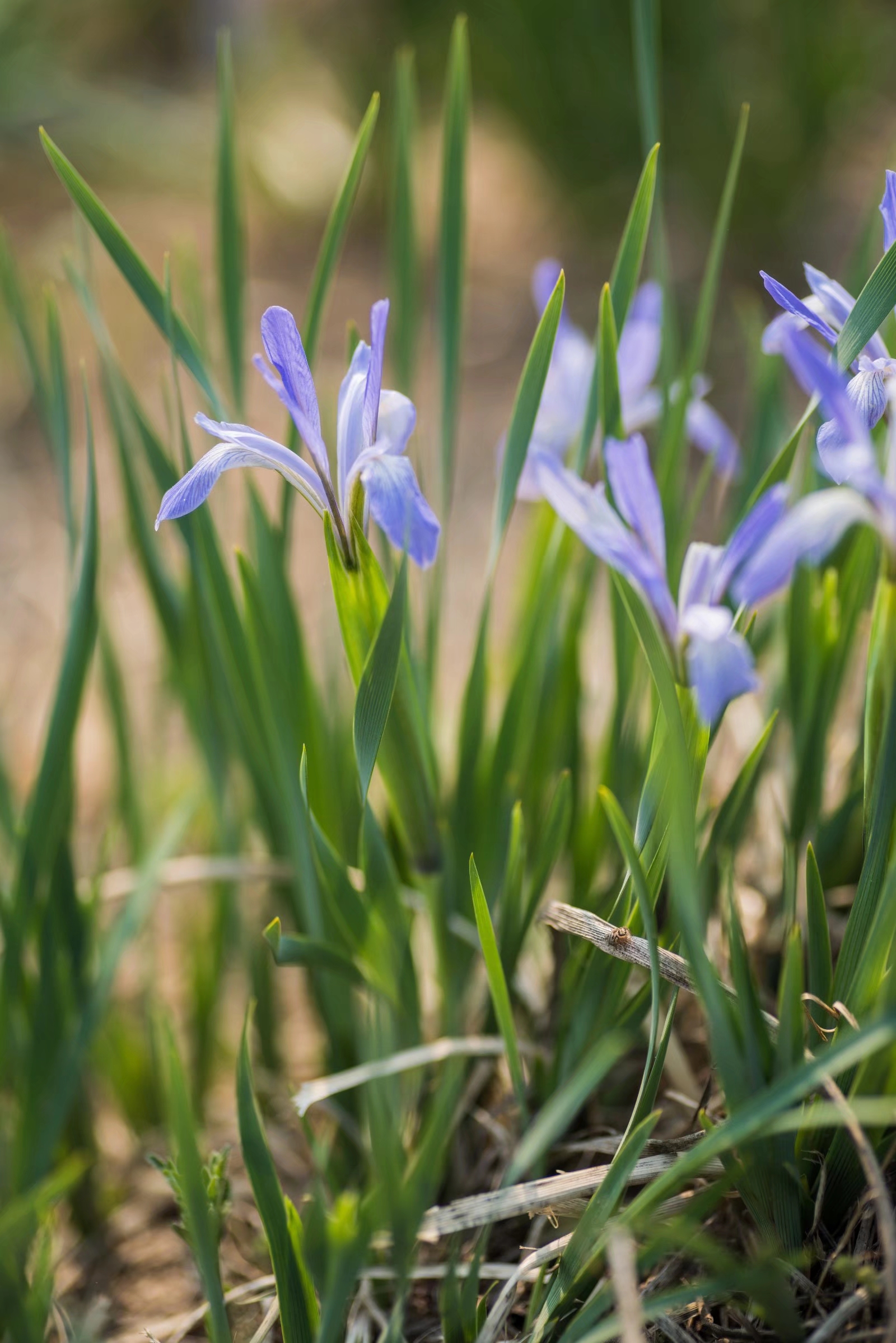 被称为世界上三棵宝草之一的马蔺草