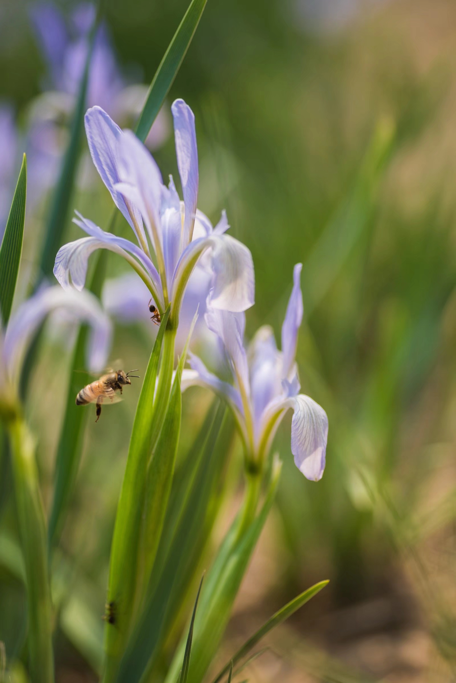 被称为世界上三棵宝草之一的马蔺草