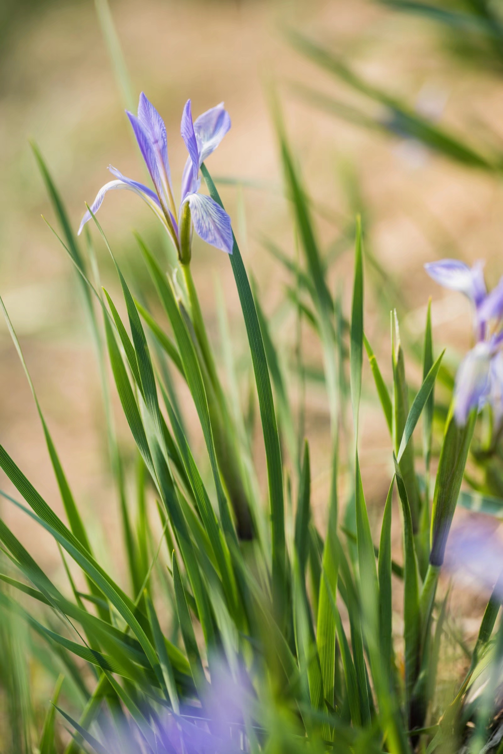 被称为世界上三棵宝草之一的马蔺草
