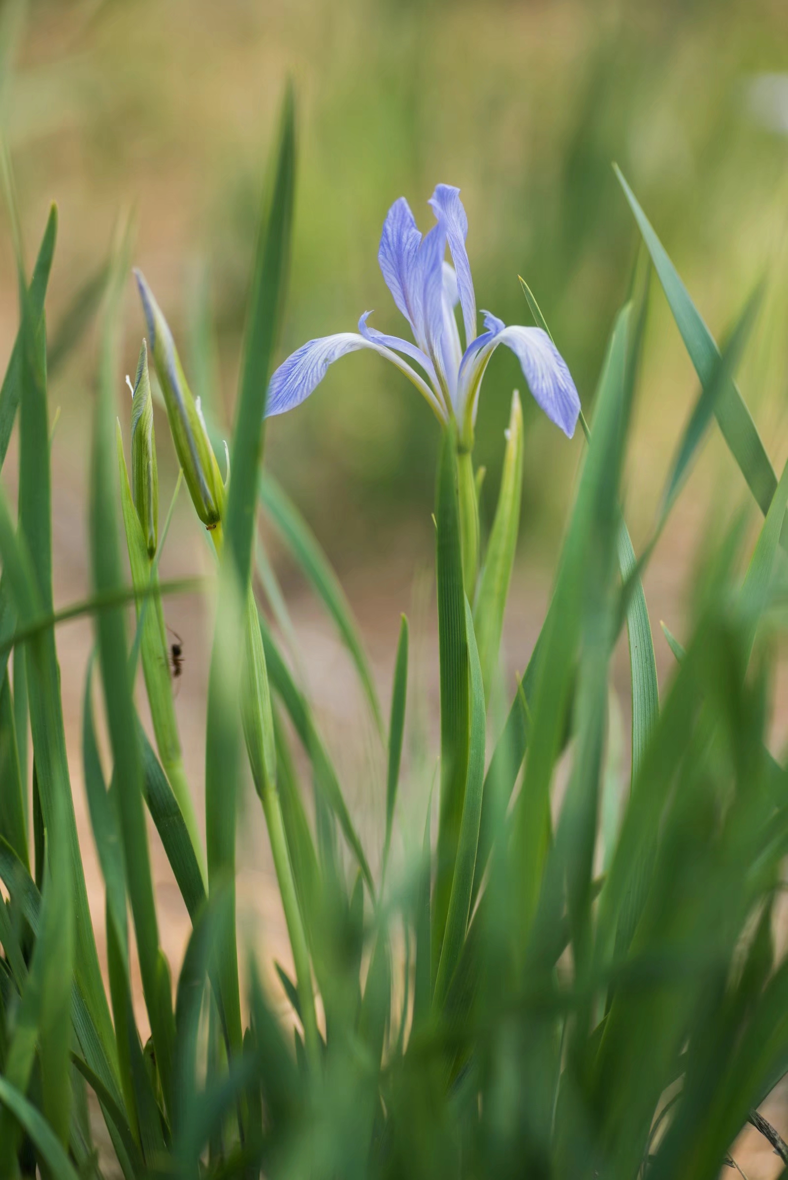 被称为世界上三棵宝草之一的马蔺草