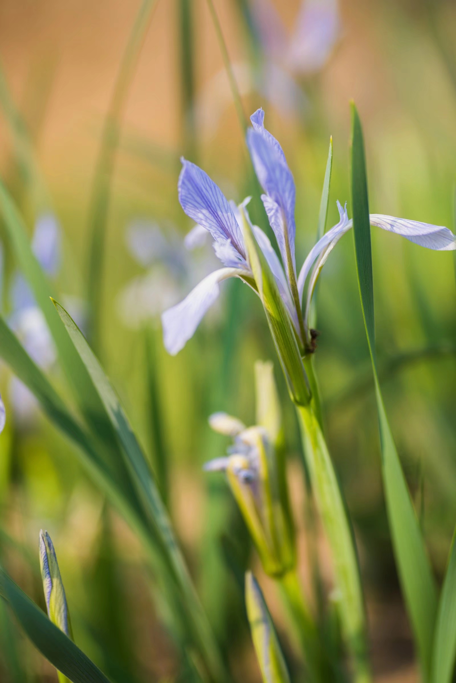 被称为世界上三棵宝草之一的马蔺草