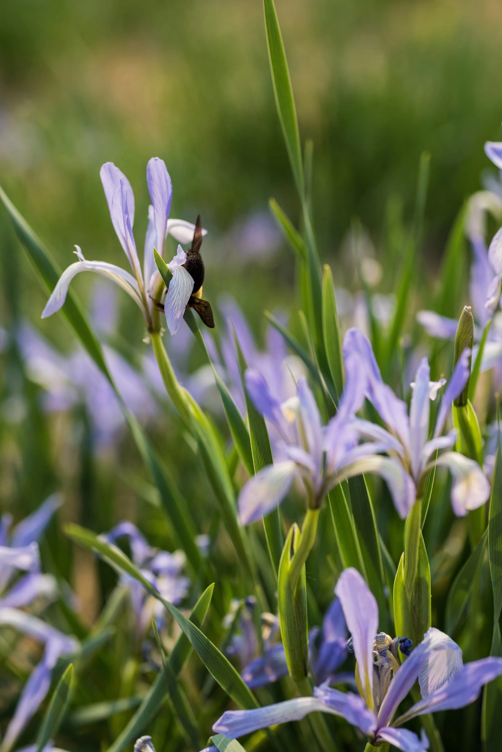 被称为世界上三棵宝草之一的马蔺草