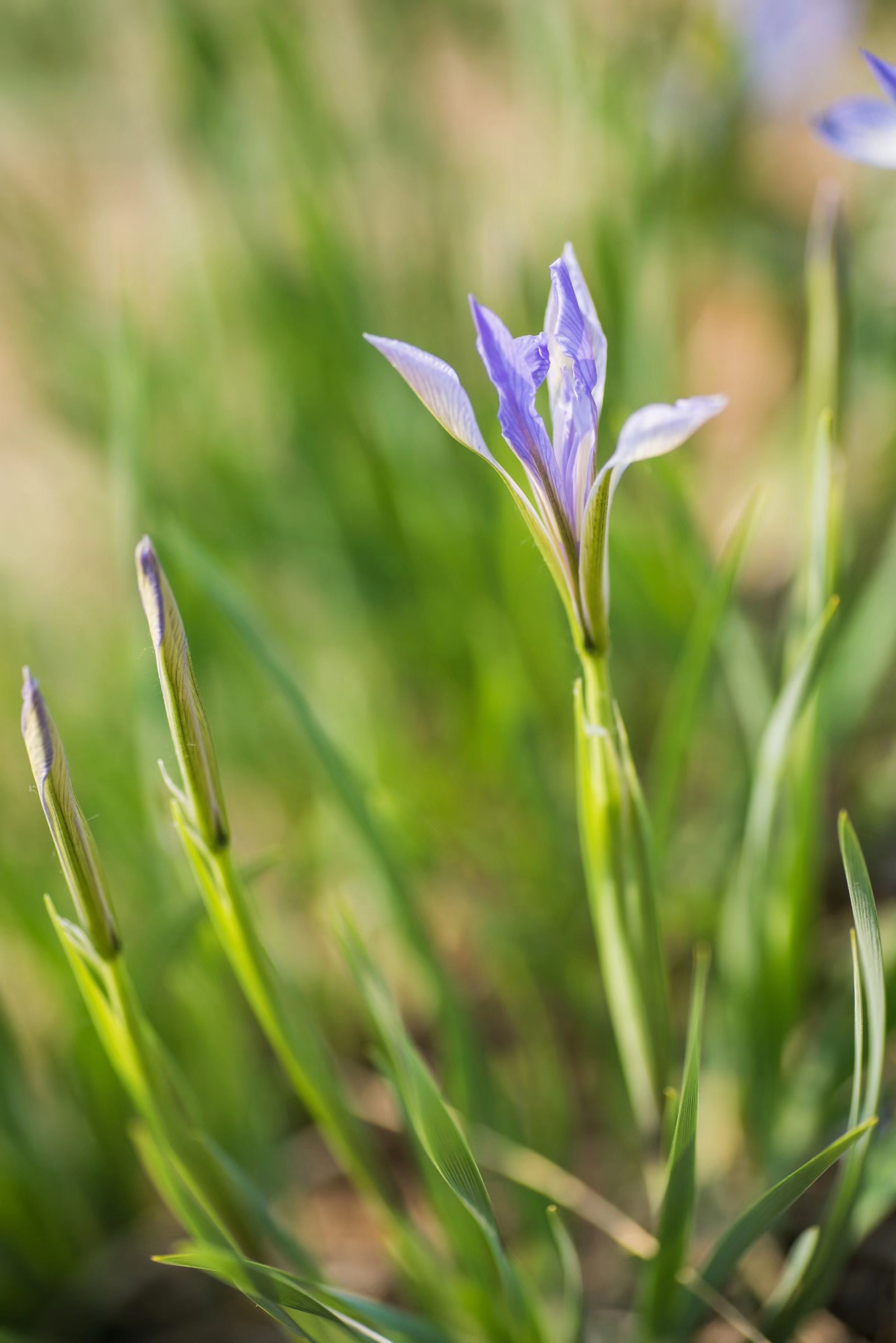 被称为世界上三棵宝草之一的马蔺草