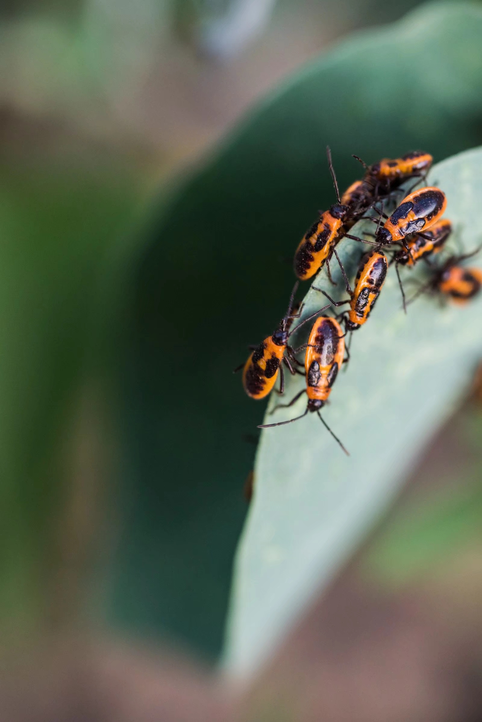 你一定没见过这么多这么密集的蝽蟓(26图)