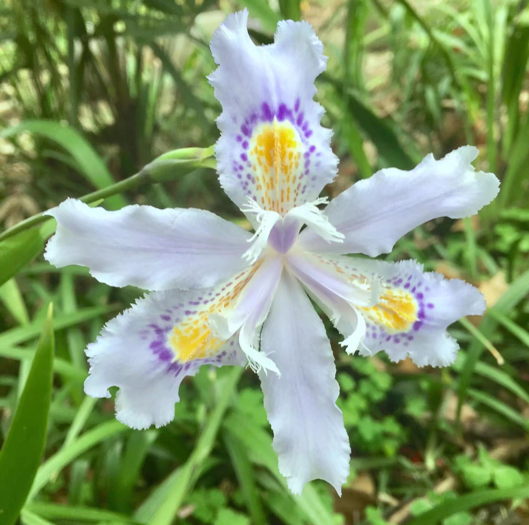 形如鸢尾花的扁竹兰