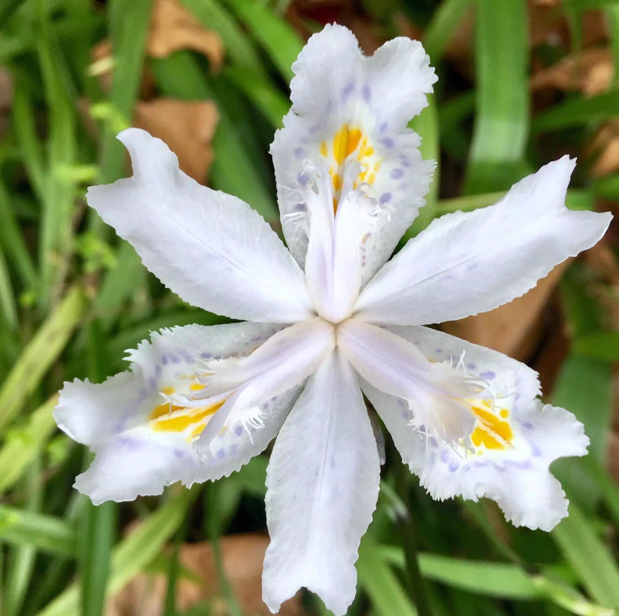 形如鸢尾花的扁竹兰