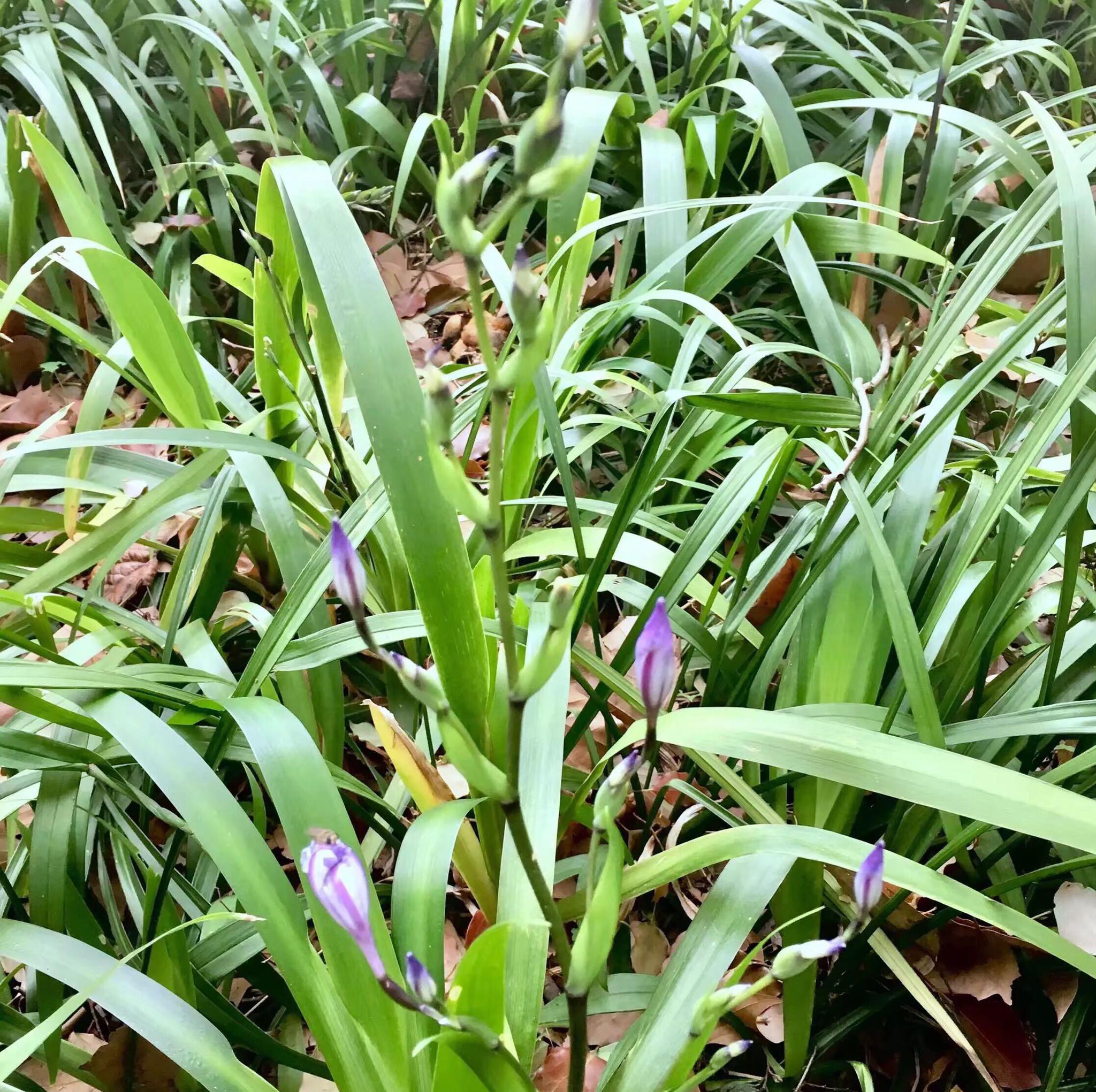 形如鸢尾花的扁竹兰