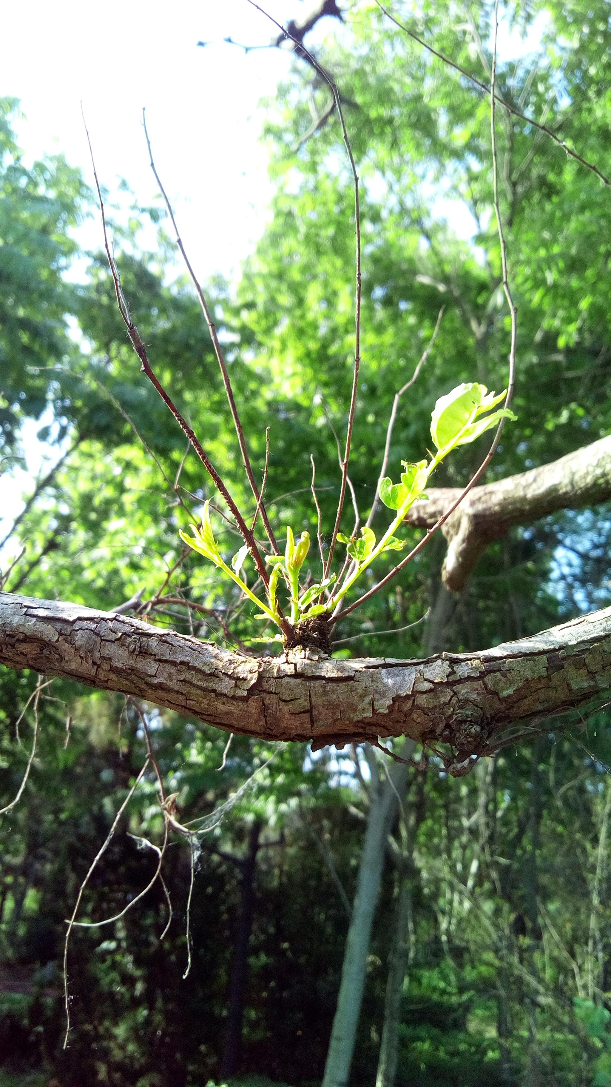 枯树新芽生机勃勃