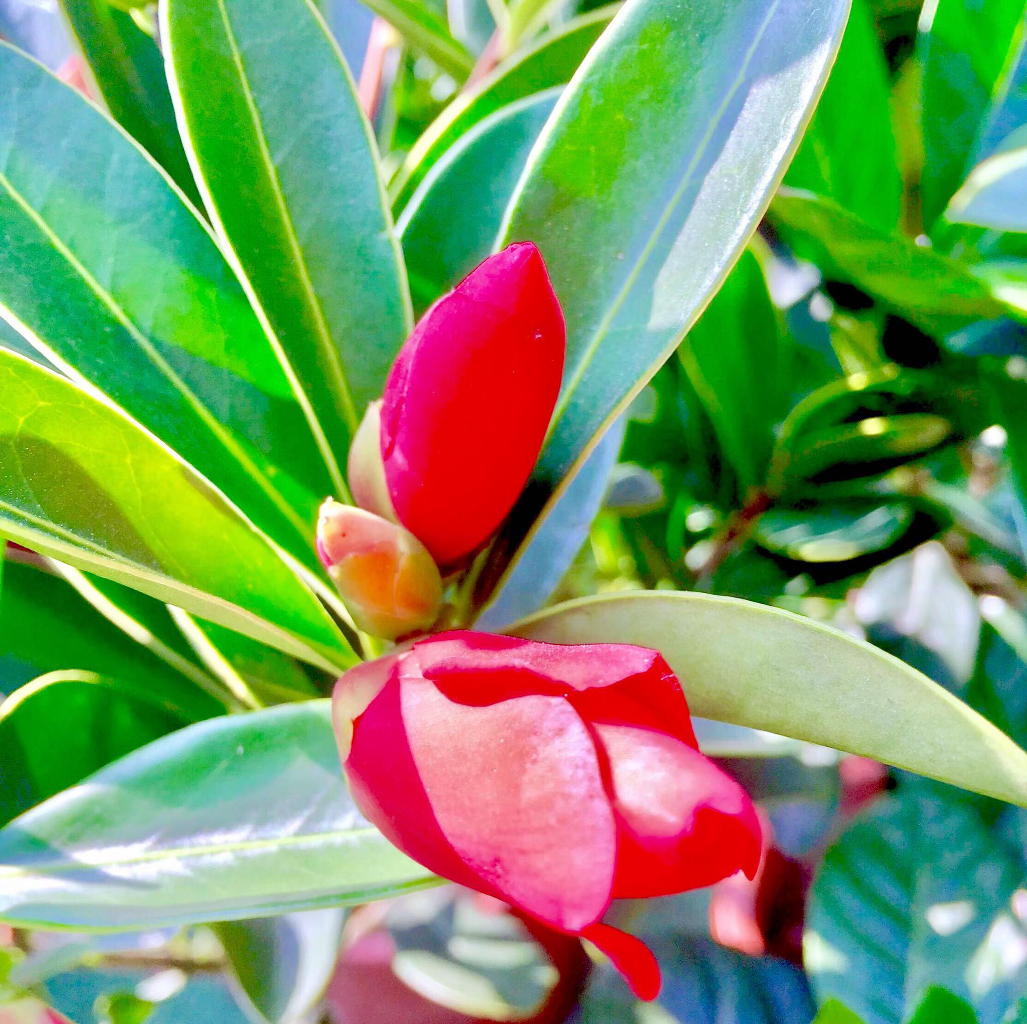 杜鹃叶山茶|杜鹃|山茶|叶山_新浪新闻