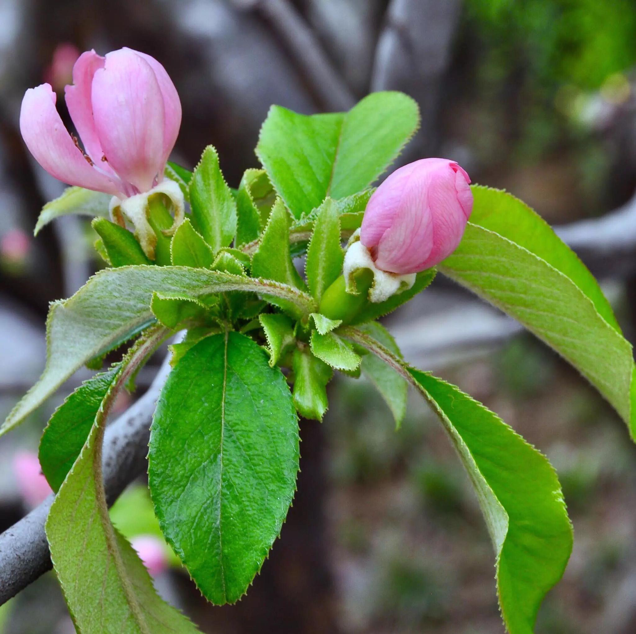 木瓜海棠花与果