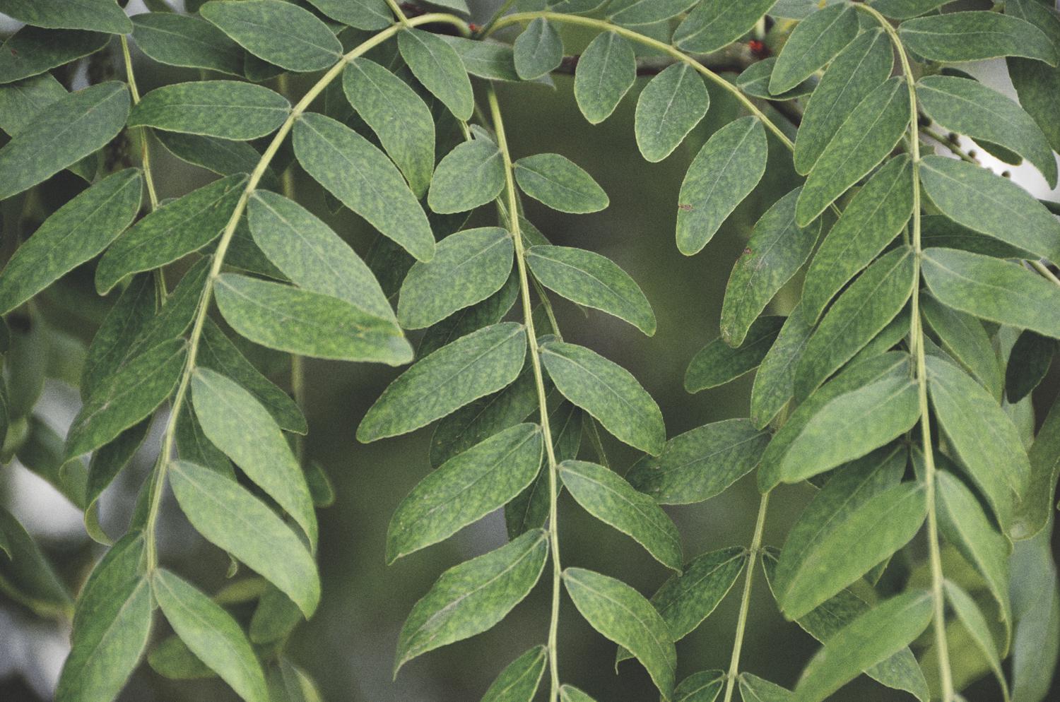 皂角树的叶子很好看,原创拍摄_高清图集_新浪网