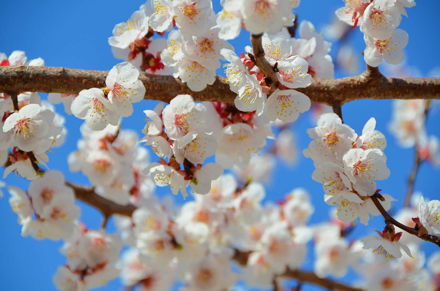 美丽的山杏花,原创拍摄