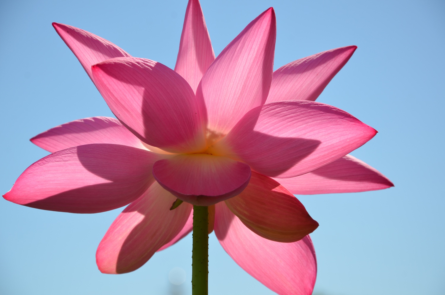 蓝天下的荷花,原创拍摄_高清图集_新浪网