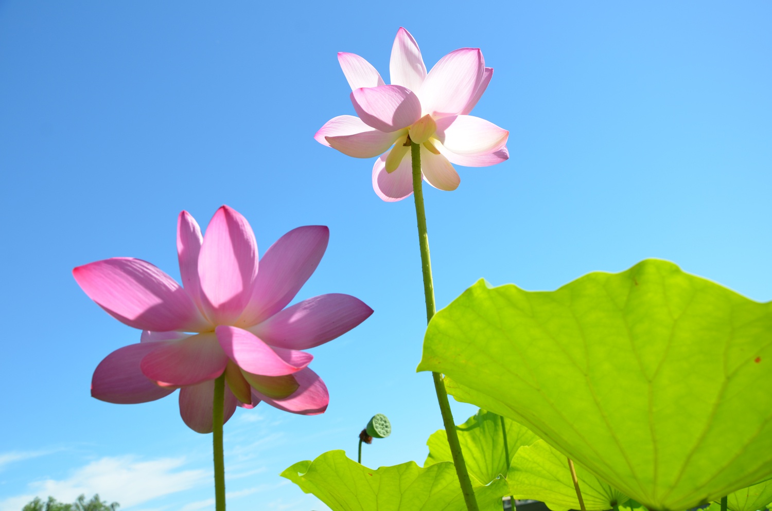 阳光下的荷花美丽绽放原创拍摄