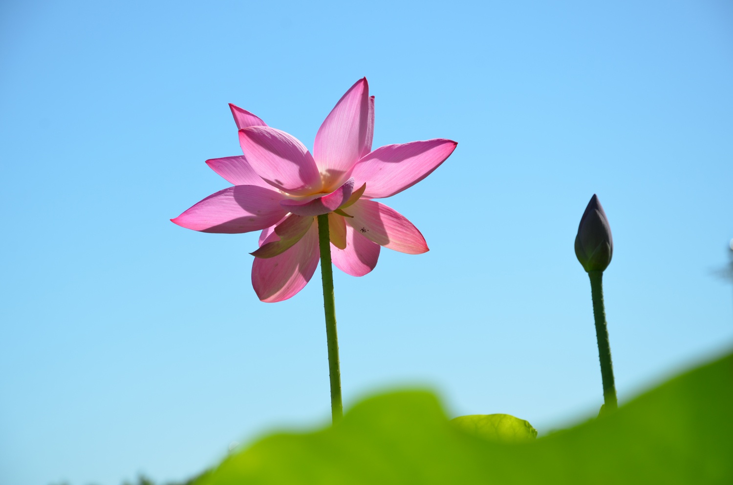 纯洁的荷花,原创拍摄_高清图集_新浪网