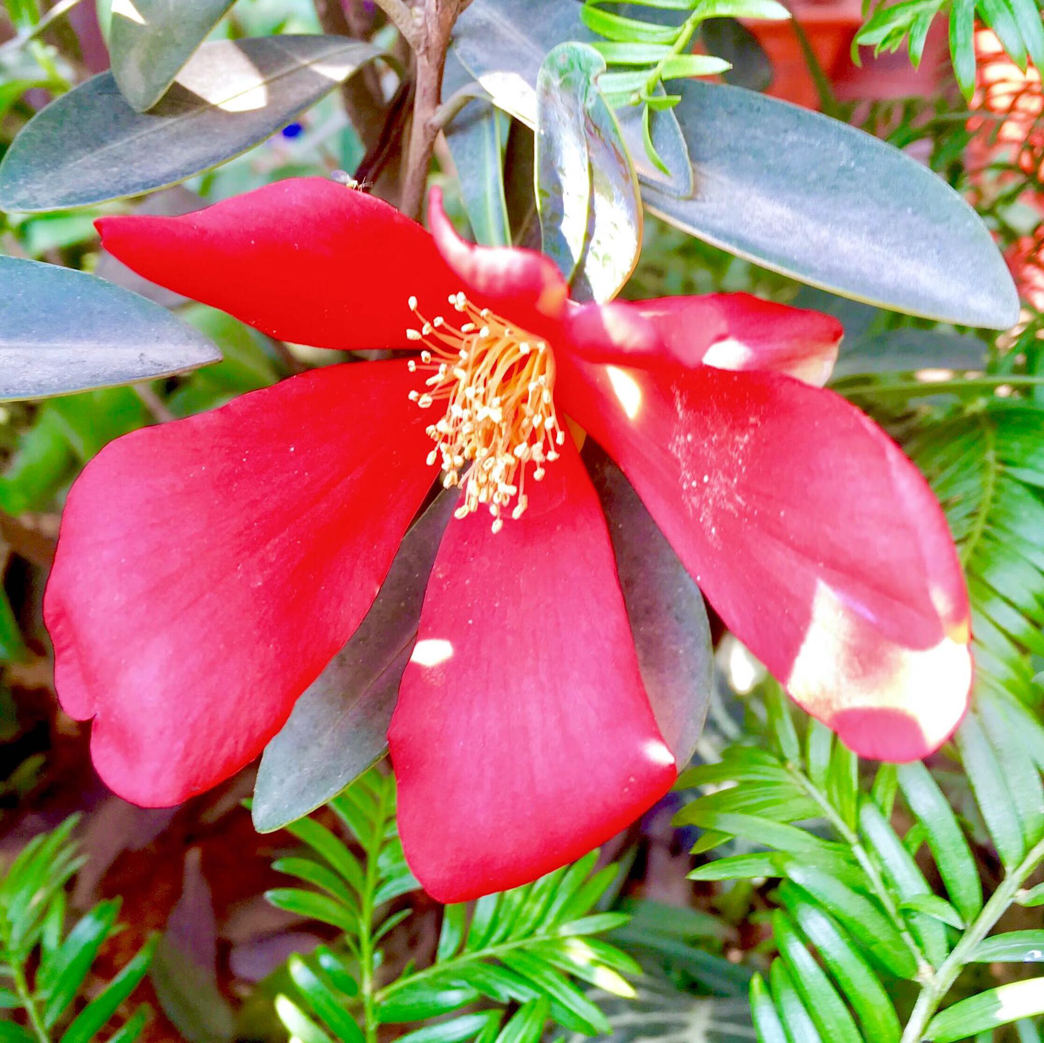 杜鹃叶山茶|杜鹃|山茶|叶山_新浪新闻