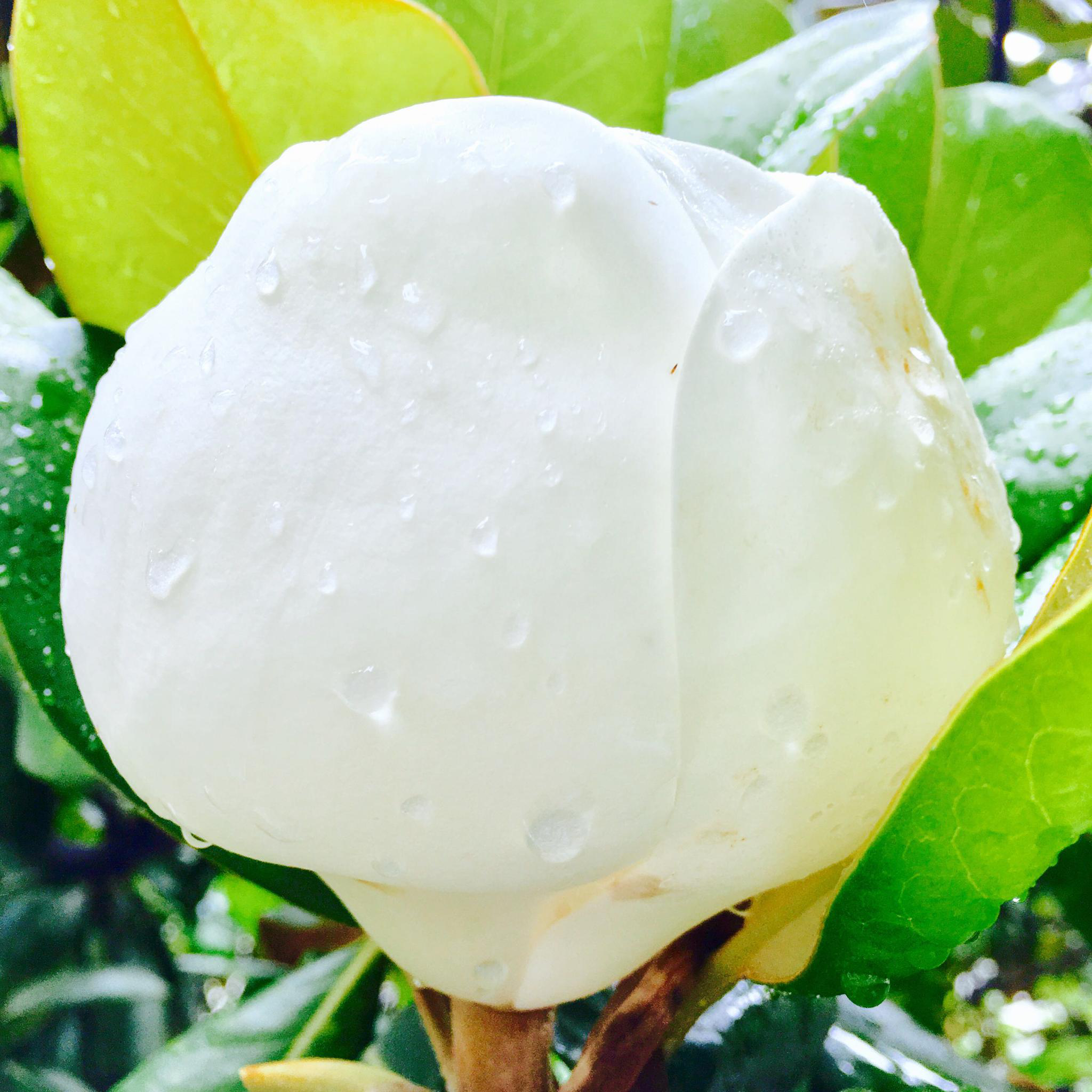 洁白而硕大的花广玉兰