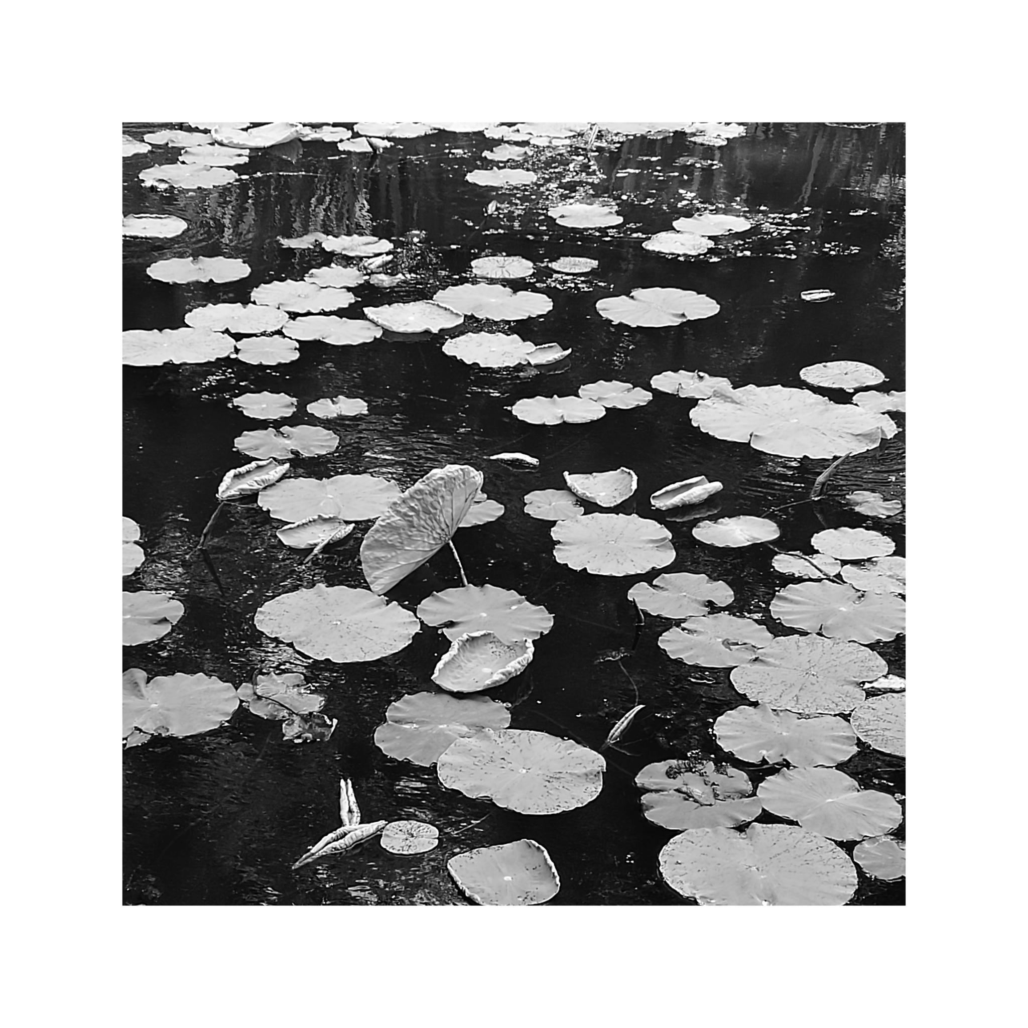 荷叶——原创黑白手机摄影