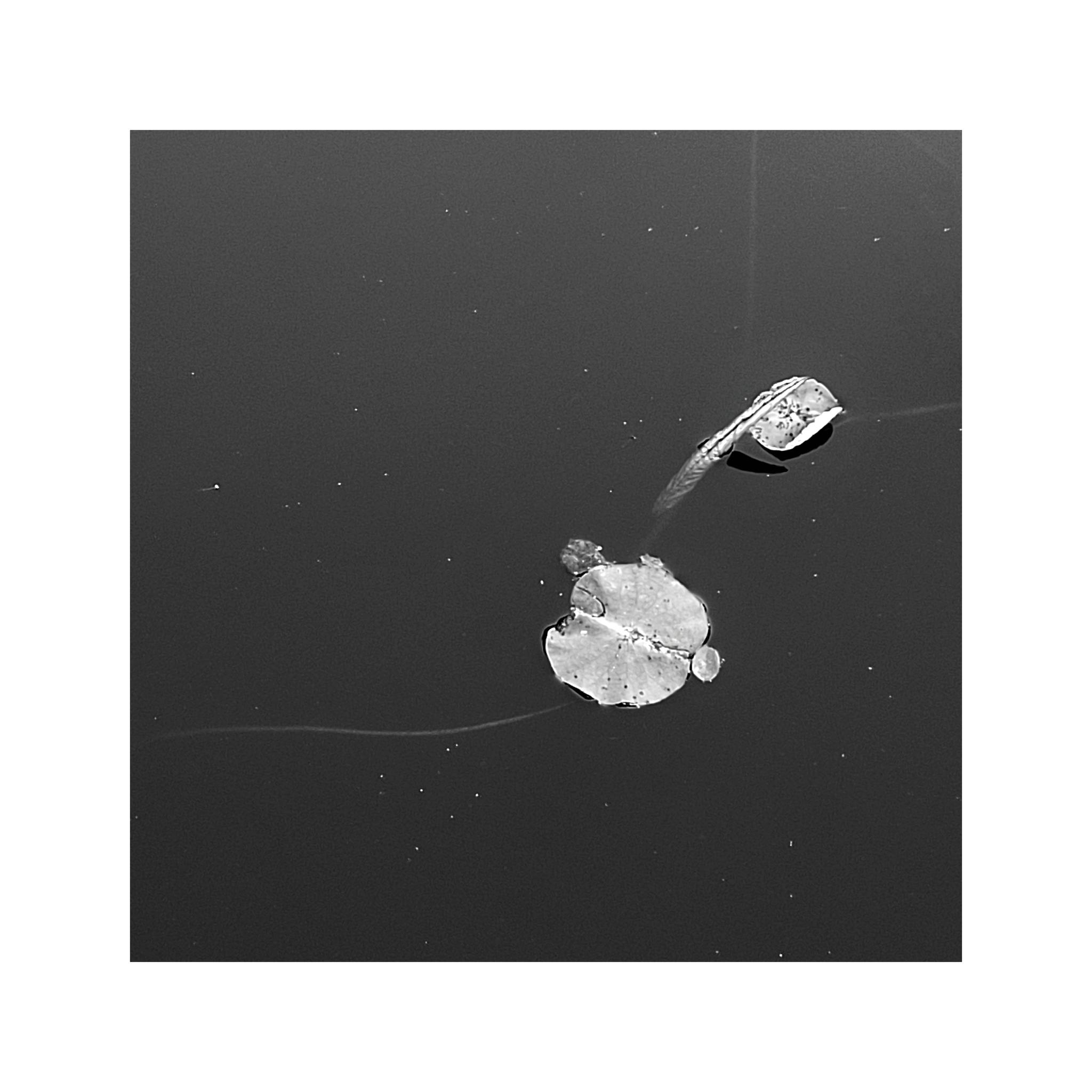 荷叶——原创黑白手机摄影