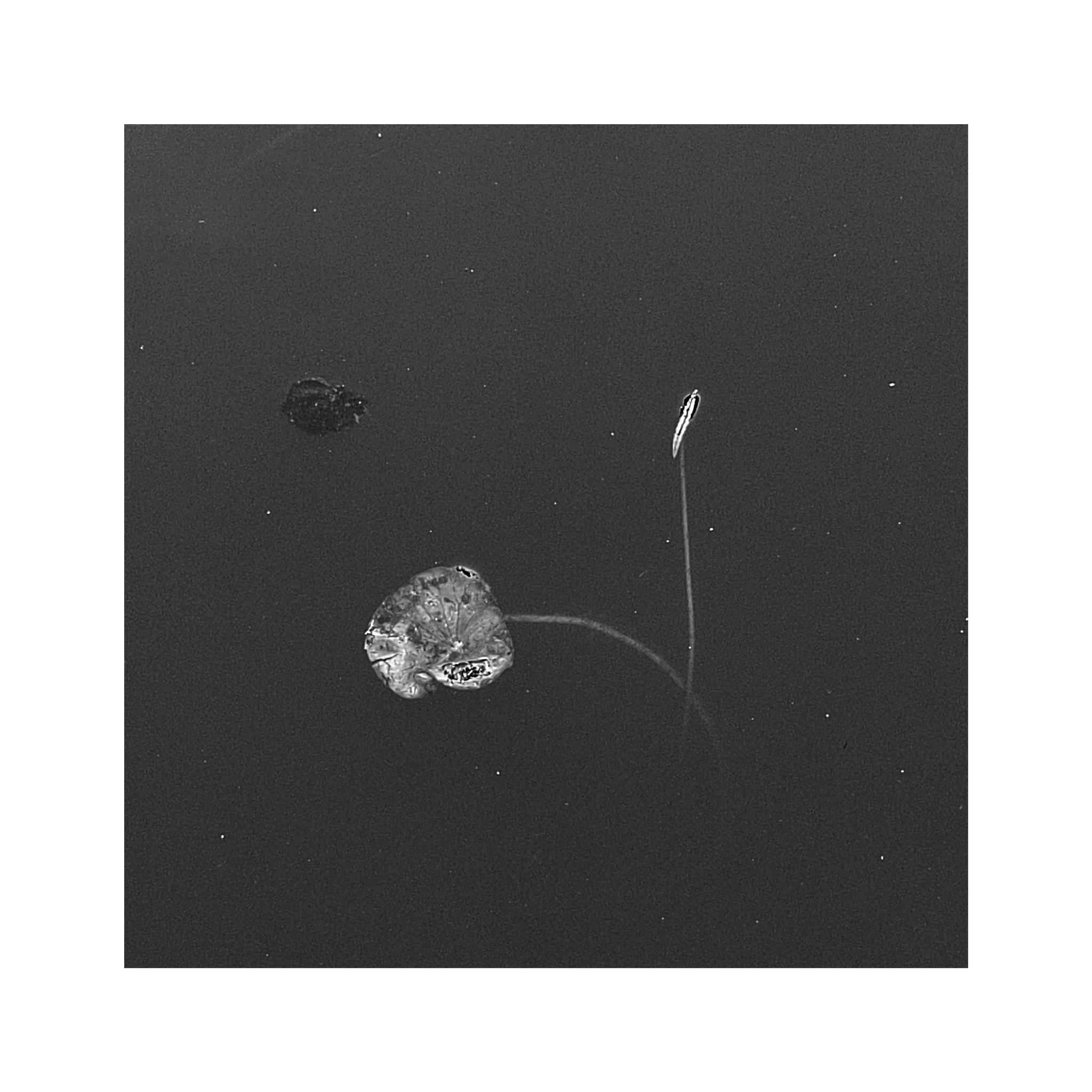 荷叶——原创黑白手机摄影