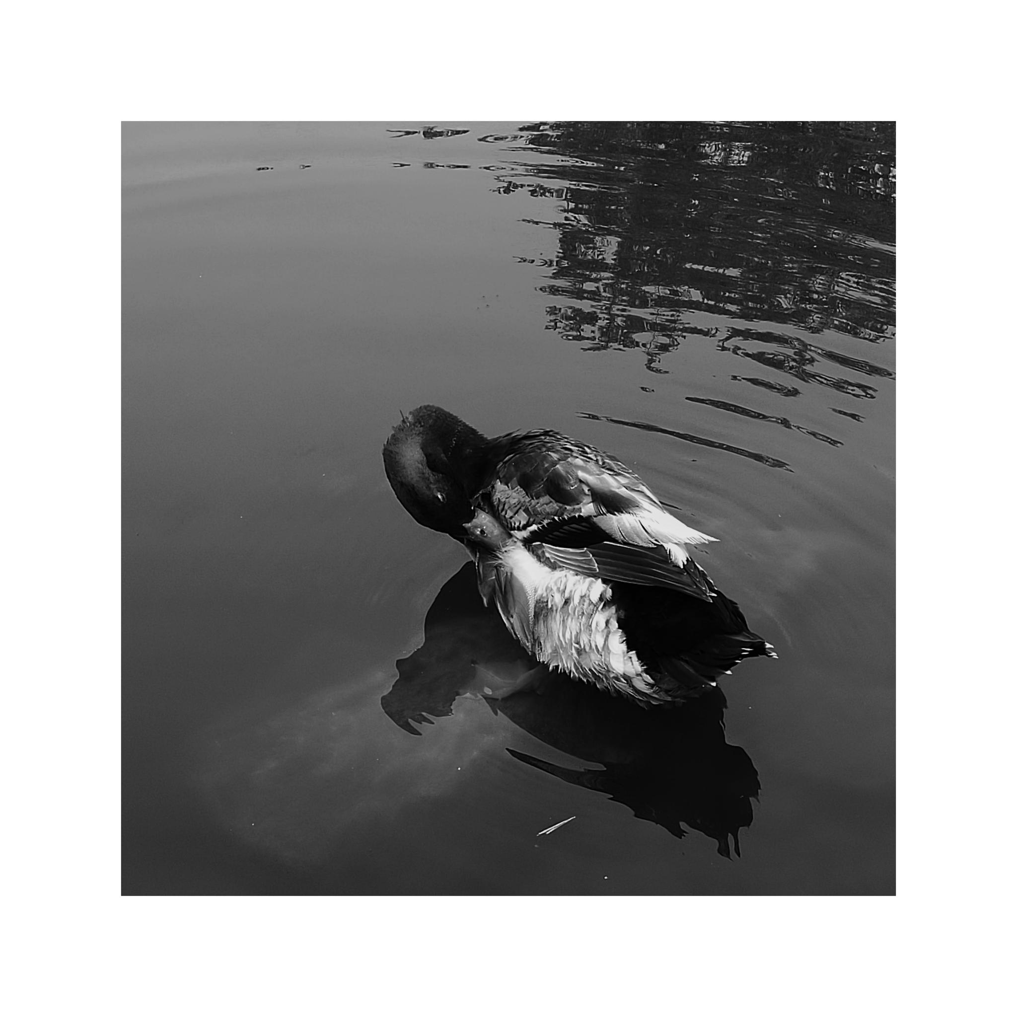 手机黑白摄影 —— 鸭子