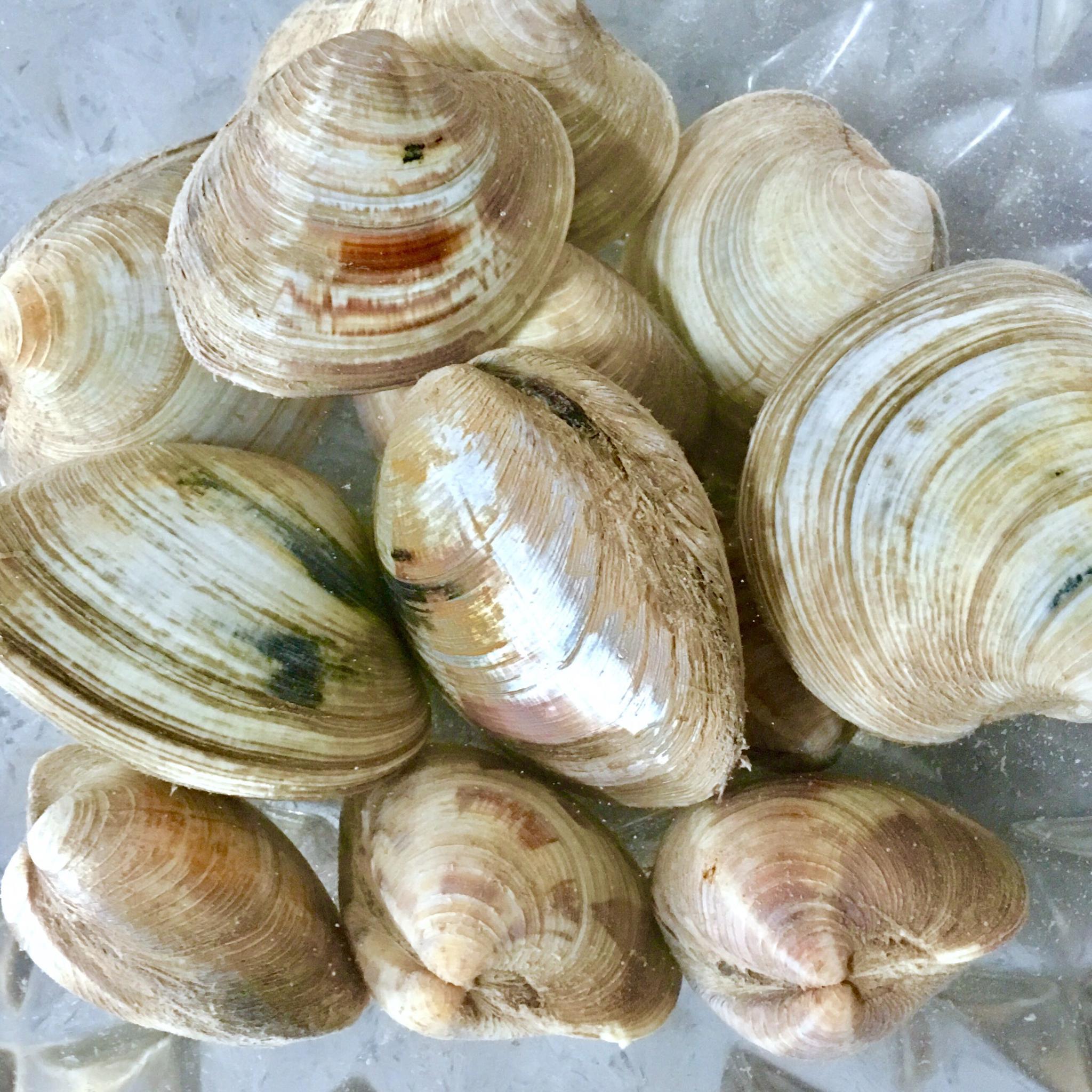 清蒸美贝【美食摄影】