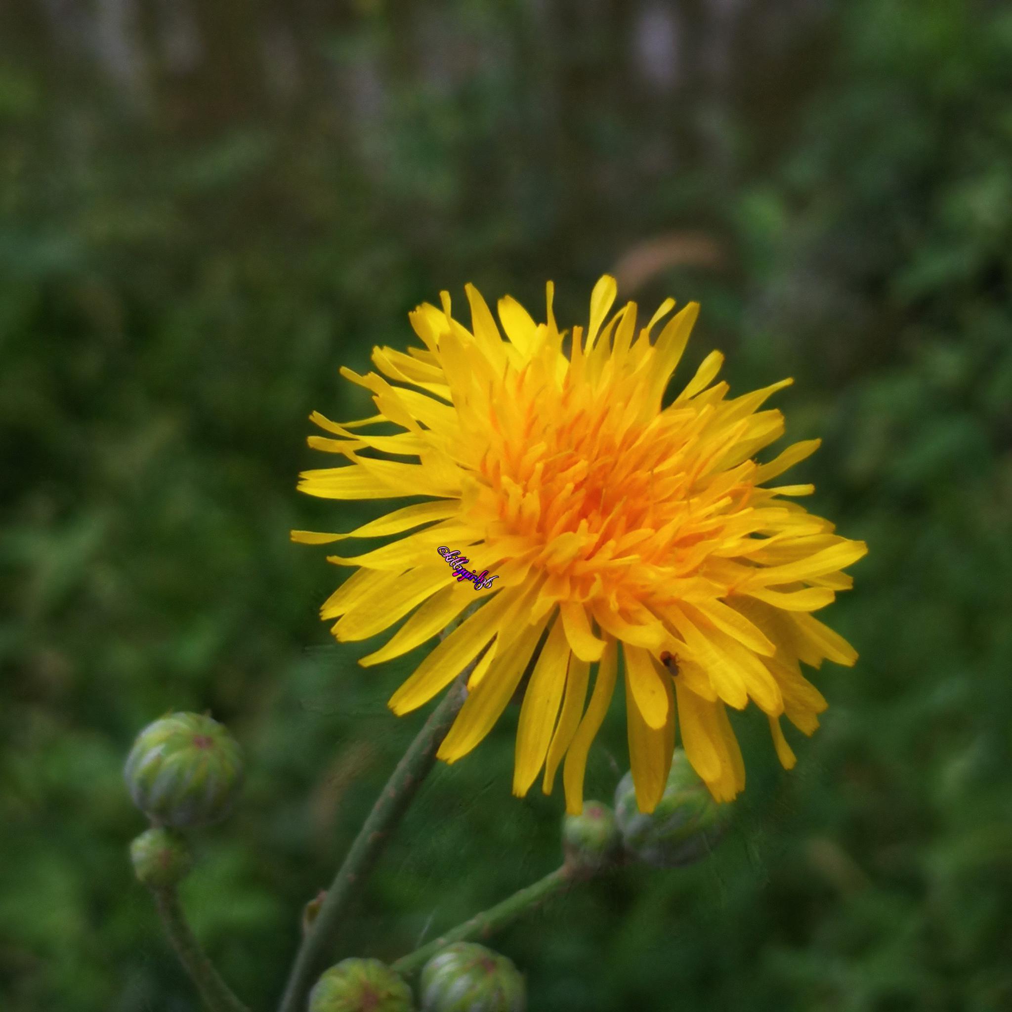 路边的小花儿让人心动(手机原创摄影作品)|花儿|摄影|原创_新浪新闻