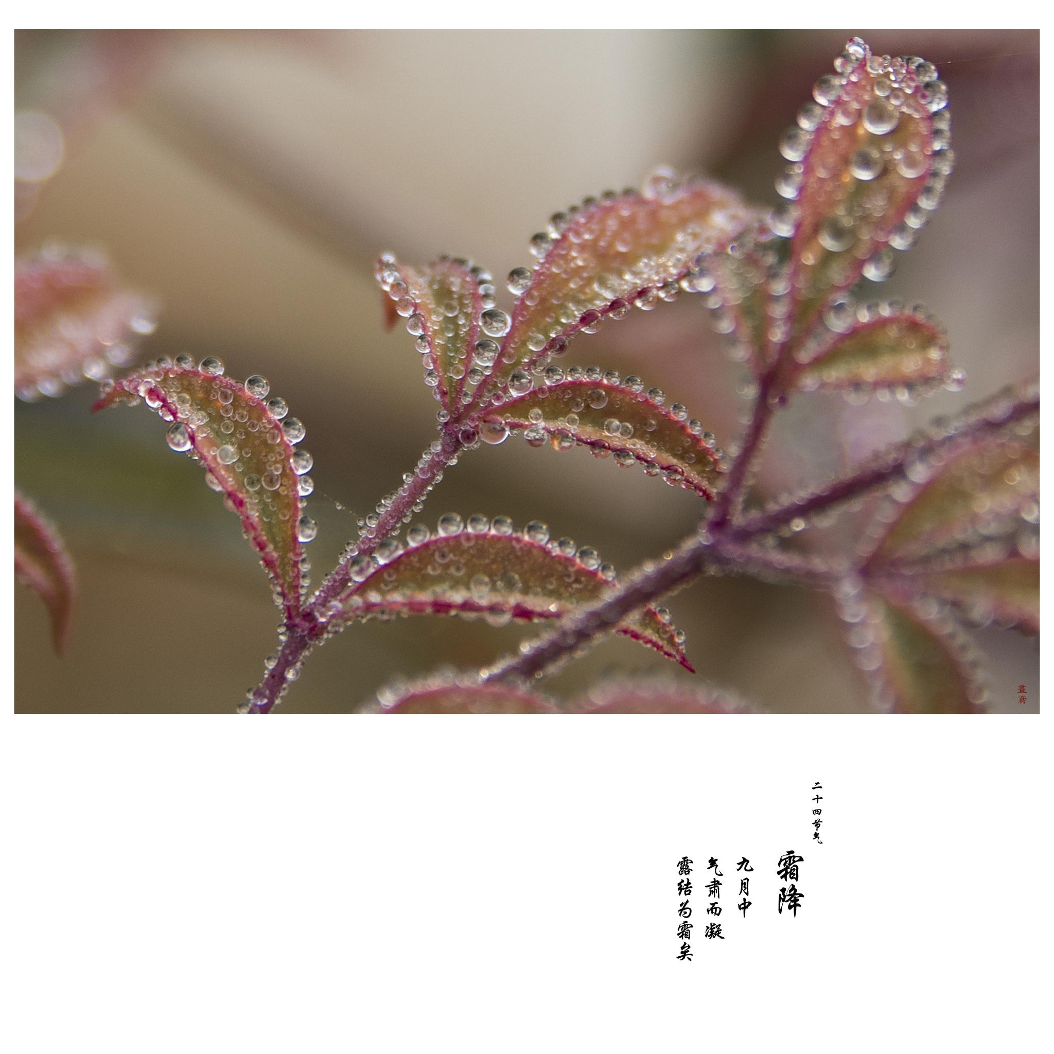 二十四节气 霜降 气肃而凝 露结为霜 二十四节气 霜降 气肃而凝 露结为霜