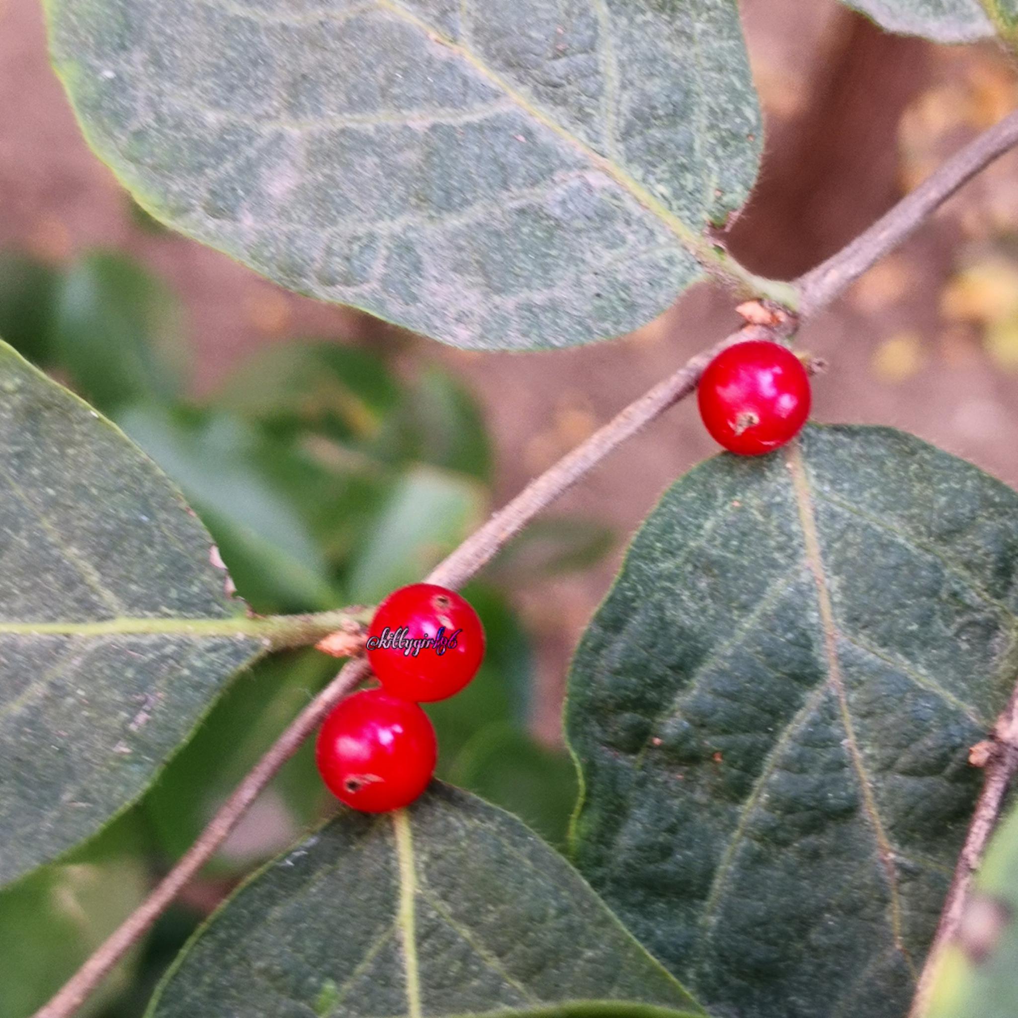 无刺枸骨(手机原创摄影作品)