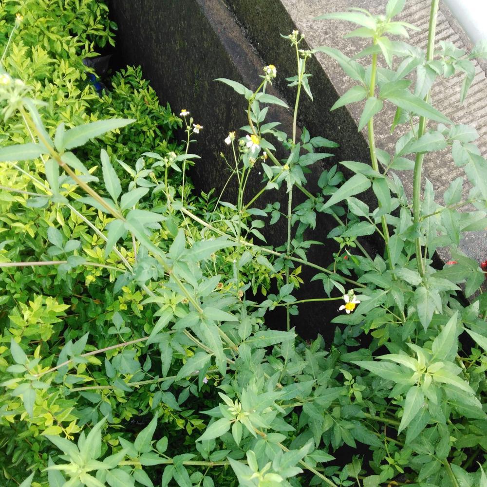 农村的"粘人草", 看见它要绕着走,对降血压,风热感冒有疗效