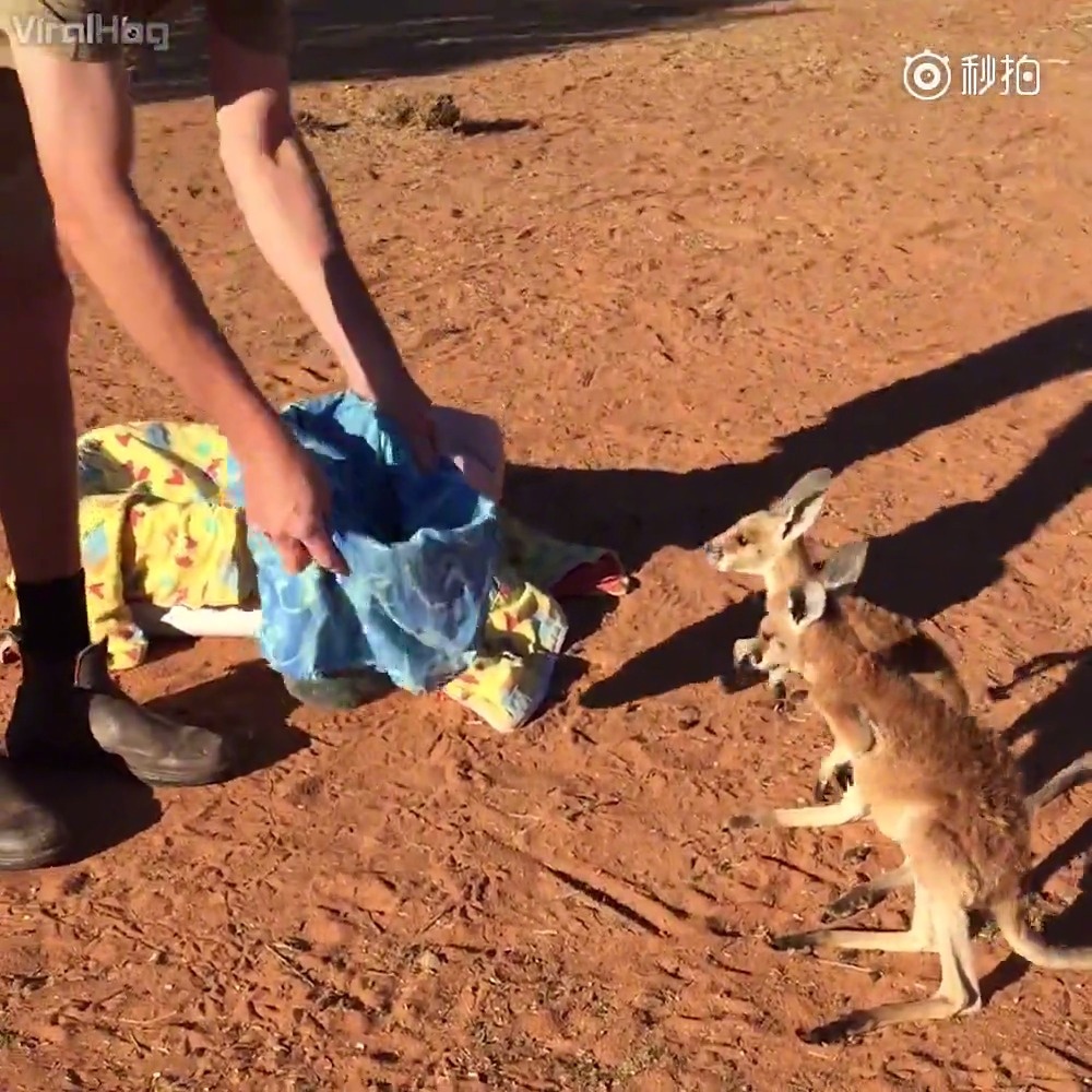 【袋鼠宝宝的午睡时间】从小失去麻麻在救助站里长大的小袋鼠,自己
