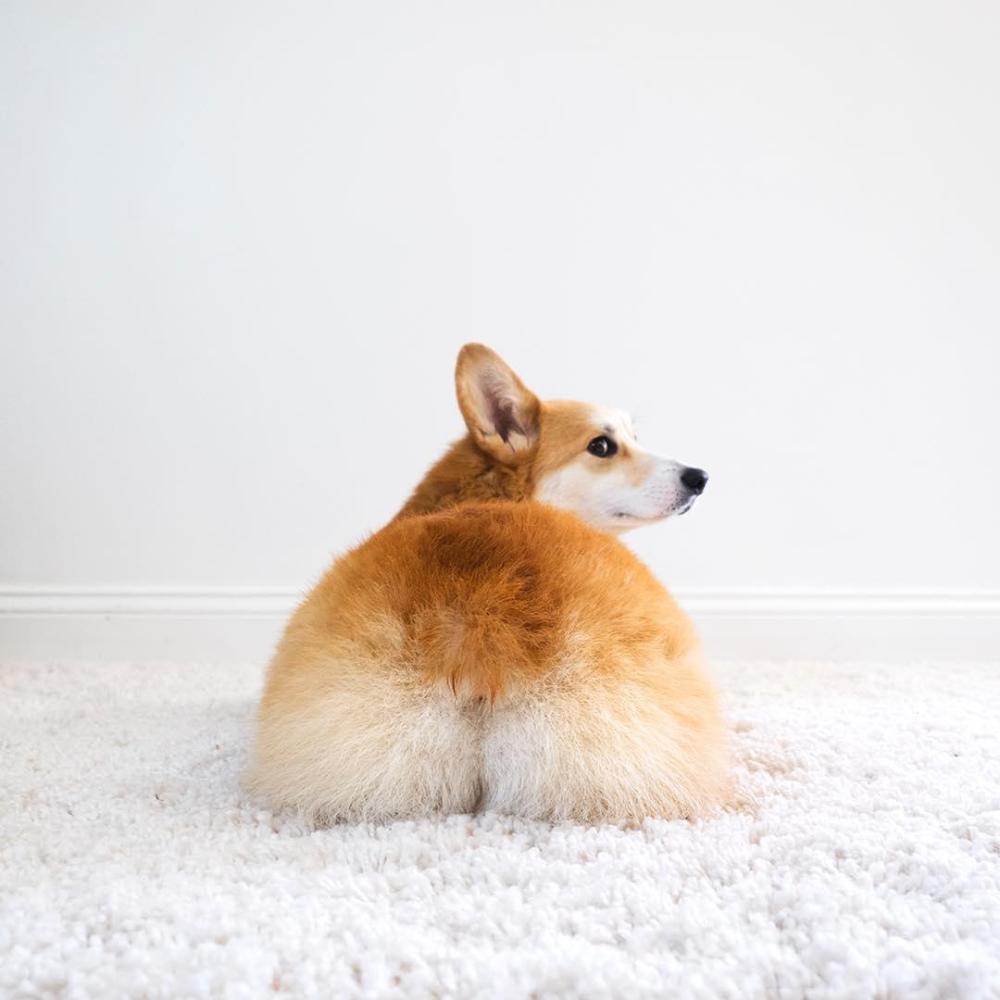 无限晒屁屁的柯基臀模超疗愈圆润俏臀让人好想捏一把啊