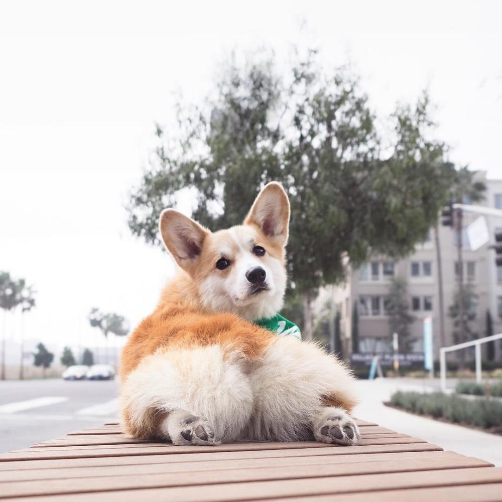 无限晒屁屁的柯基臀模超疗愈圆润俏臀让人好想捏一把啊