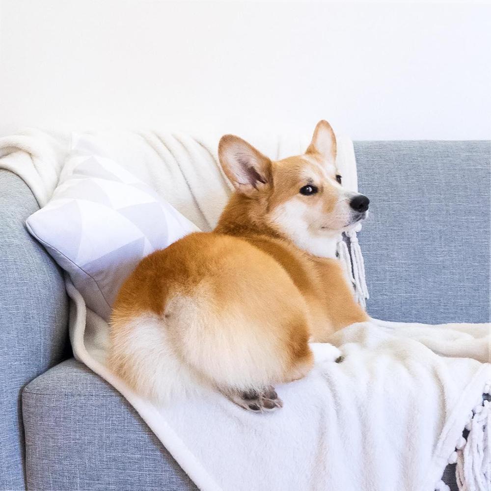 无限晒屁屁的柯基臀模超疗愈圆润俏臀让人好想捏一把啊