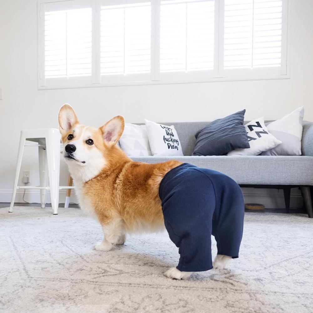 无限晒屁屁的柯基臀模超疗愈圆润俏臀让人好想捏一把啊