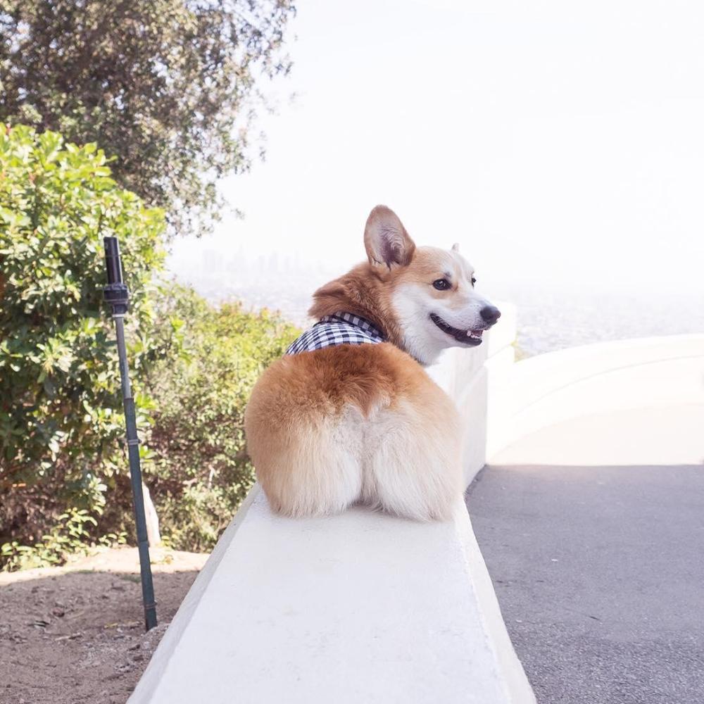 ▼这个小短漫完全正确▼游泳的时候,屁股摇来摇去好可爱～～～▼吐司