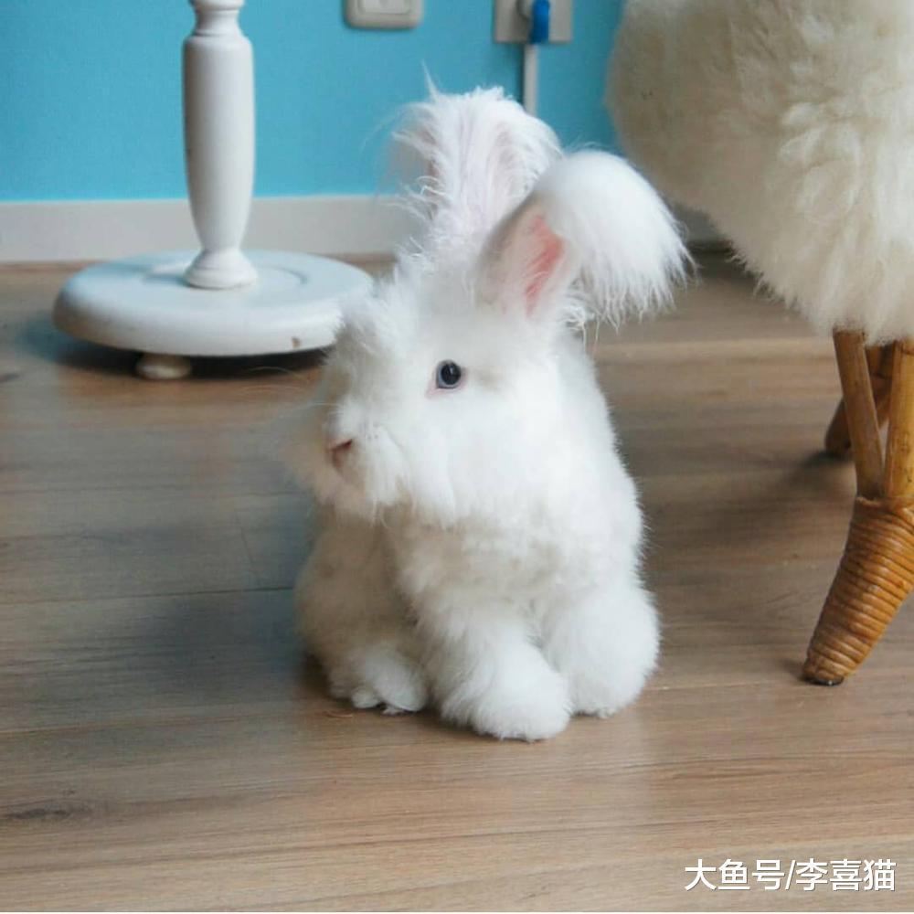自带忧郁气质的安哥拉兔, 这坨毛线球长的太有特色了
