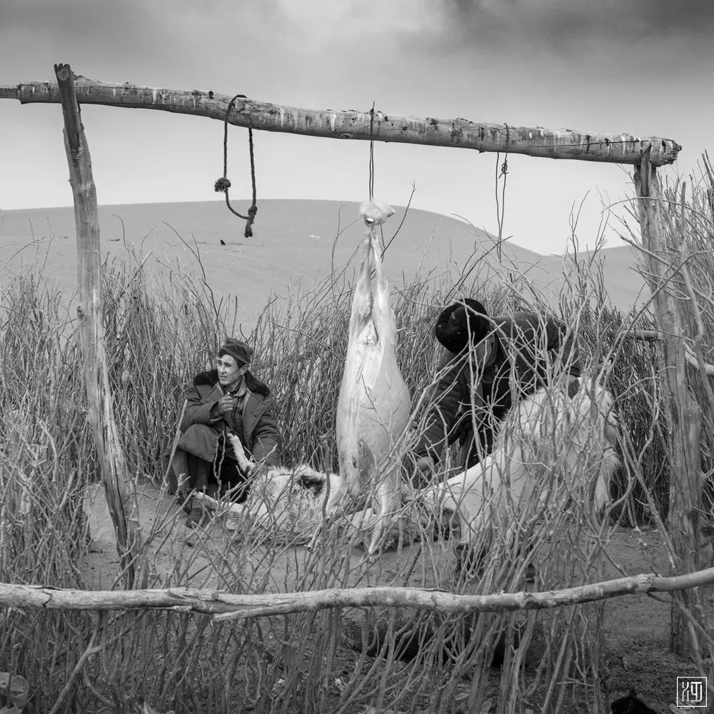 荒漠生灵|摄影师李泛丝路影像作品欣赏
