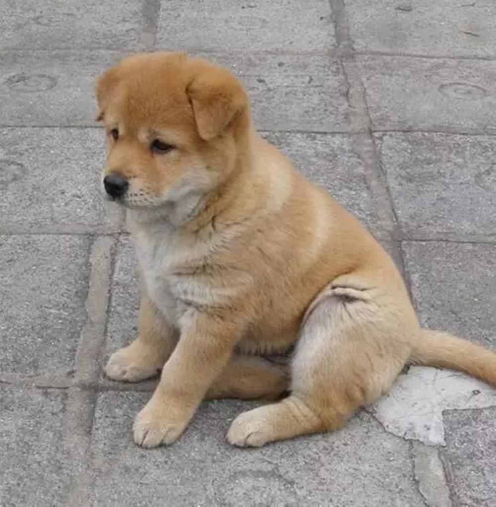 中华|田园|土狗_新浪新闻